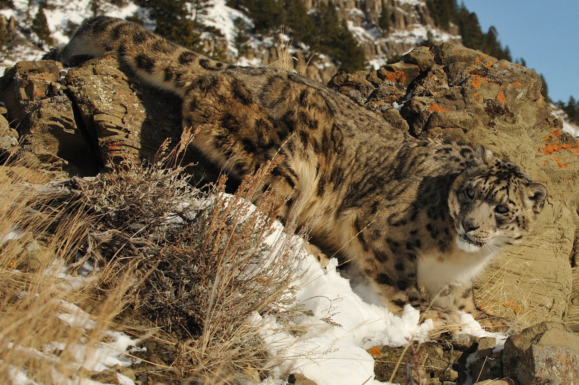 schneeleopard irbis katze steine schnee natur