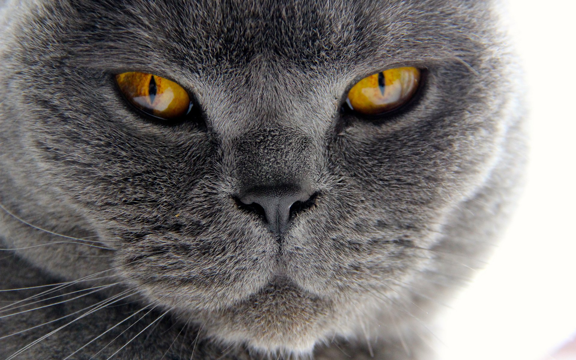 katze schnauze makro schnurrbart fell