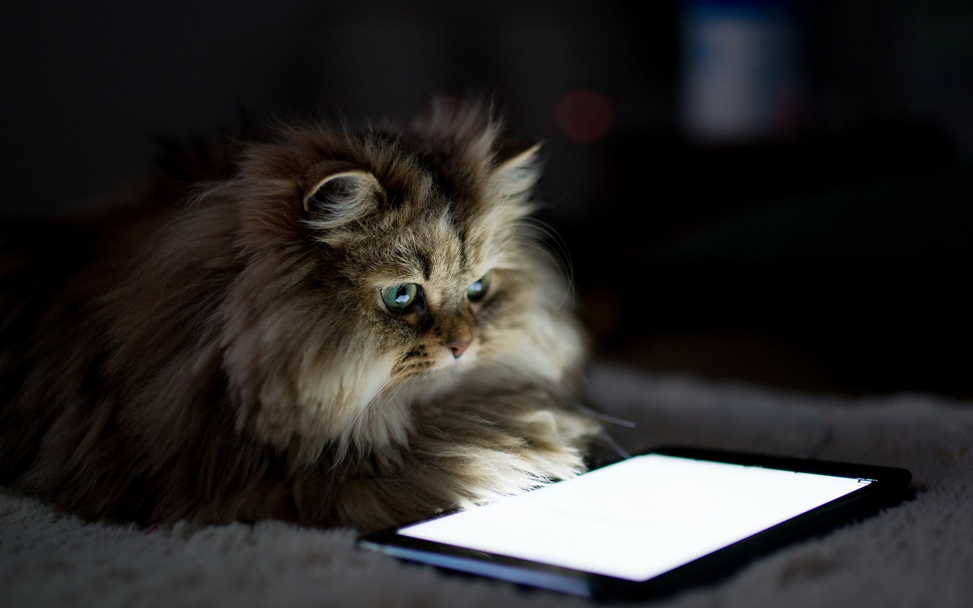 ben torod le chat la maison