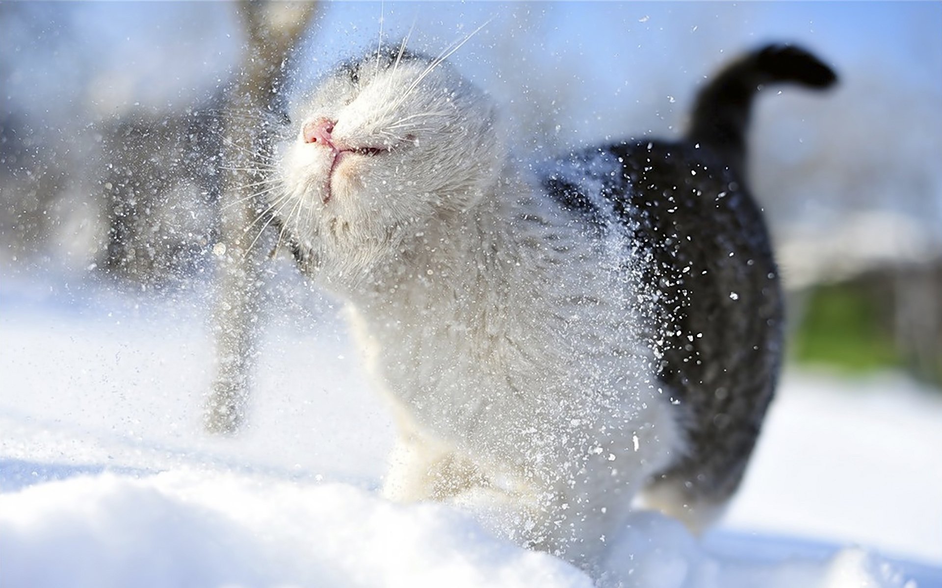 katze katze schnurrbart pfoten schwanz schnee amateur winter kälte akzeptiert verschneit dusche unschärfe bokeh