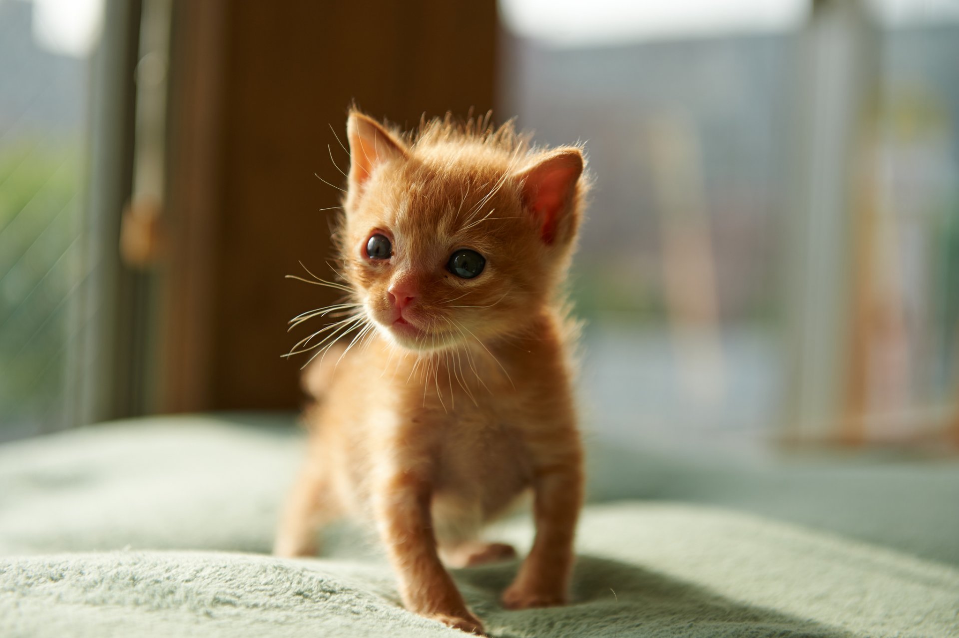 Маленький рыжий котёнок на мягком пледе - обои на рабочий стол