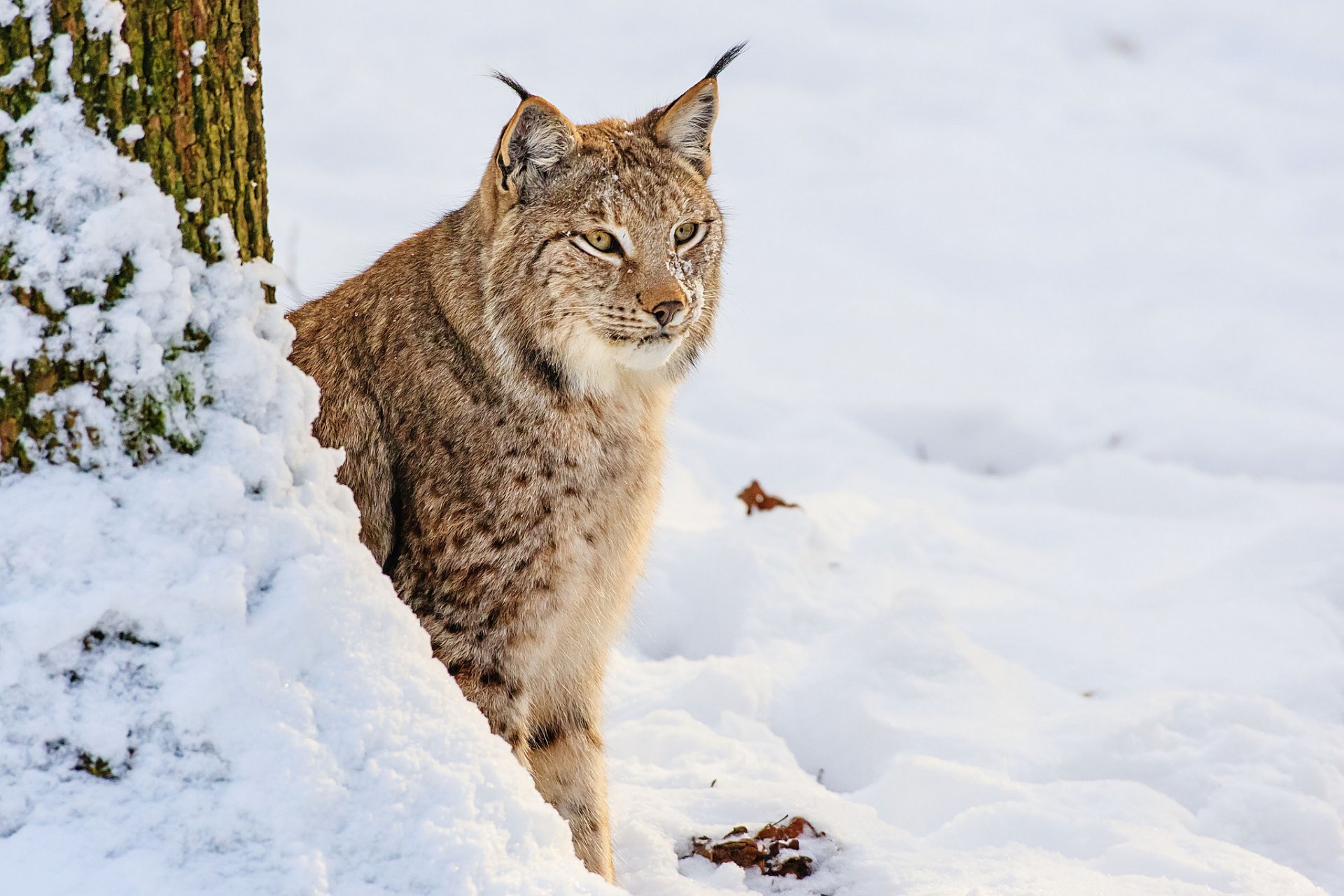 lynx snow winter