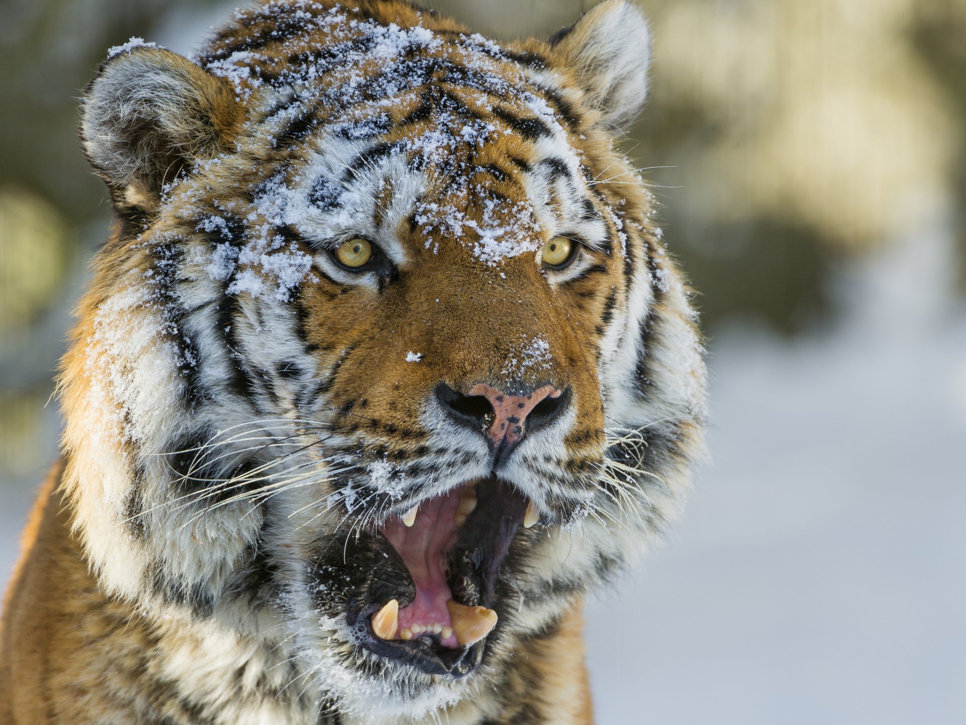 тигр морда снег кошка взгляд амурский тигр ©tambako the jaguar