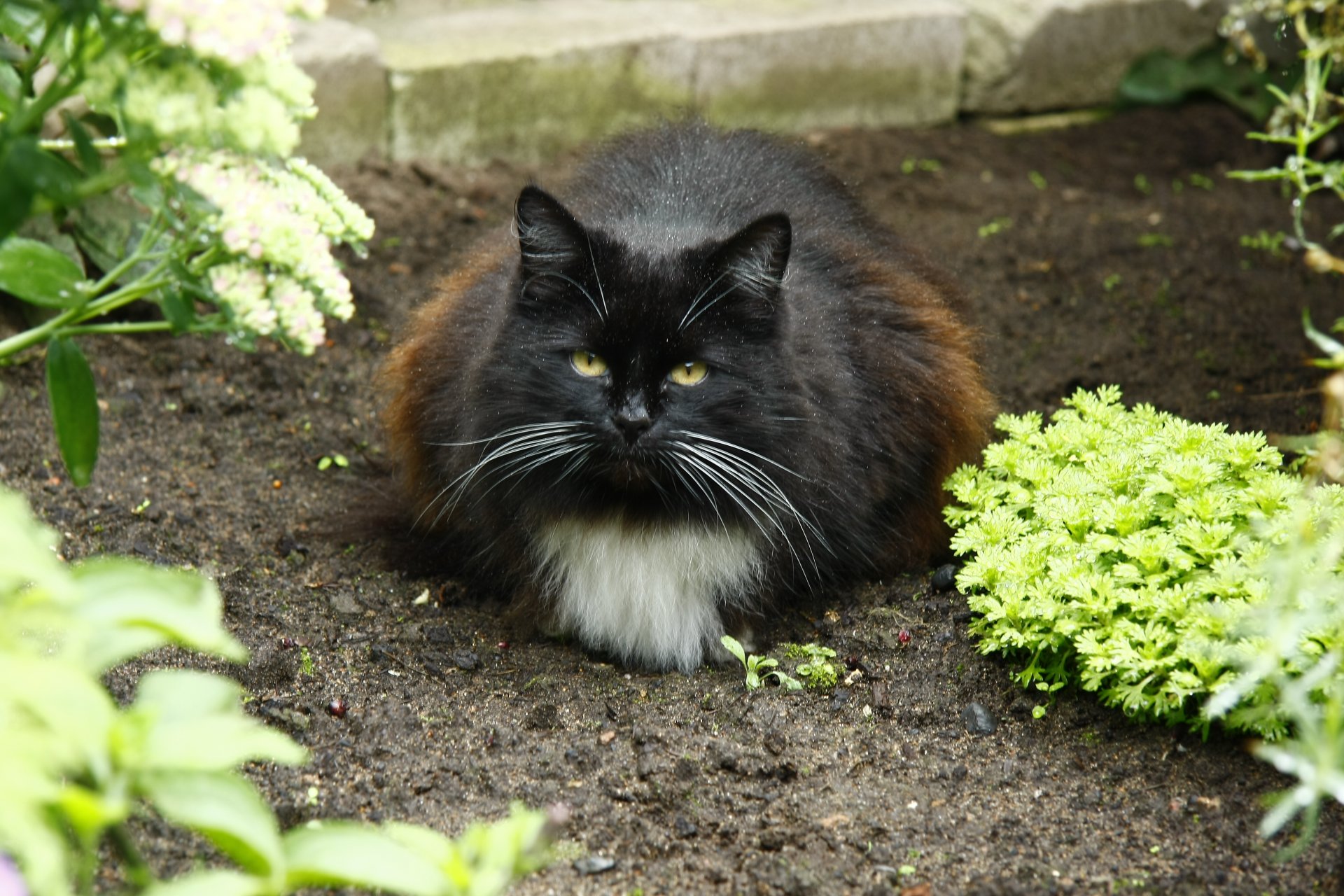 katzen katze gemüsegarten blick im dorf