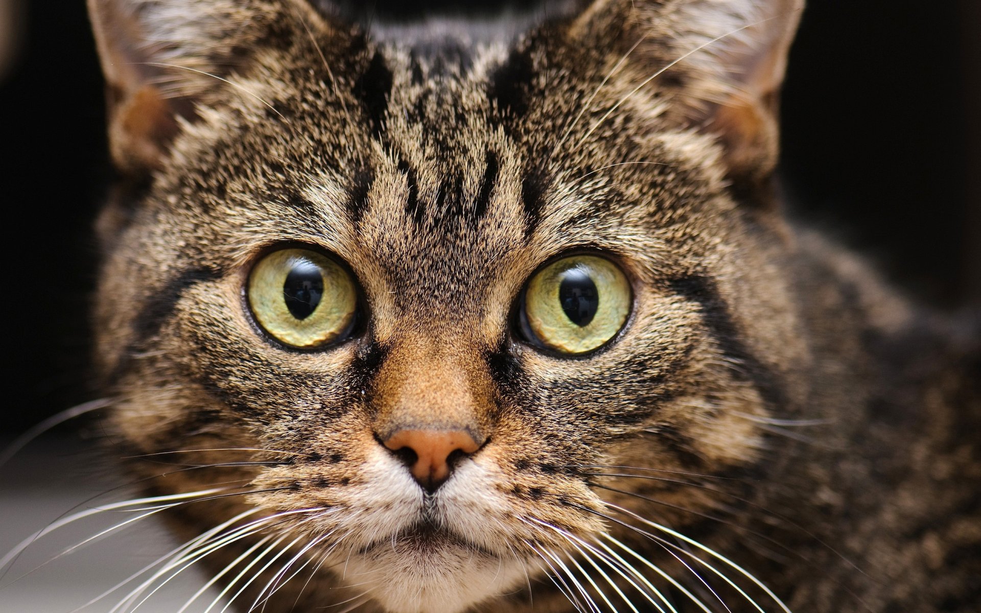 cat eyes muzzle gaze mustache cat