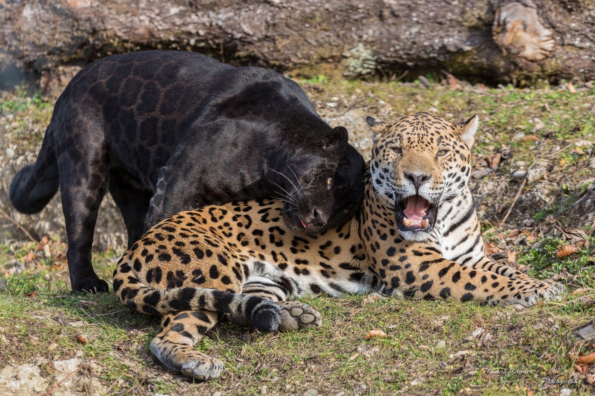 jaguary dzikie koty drapieżniki czarny jaguar pantera para usta kły łasica