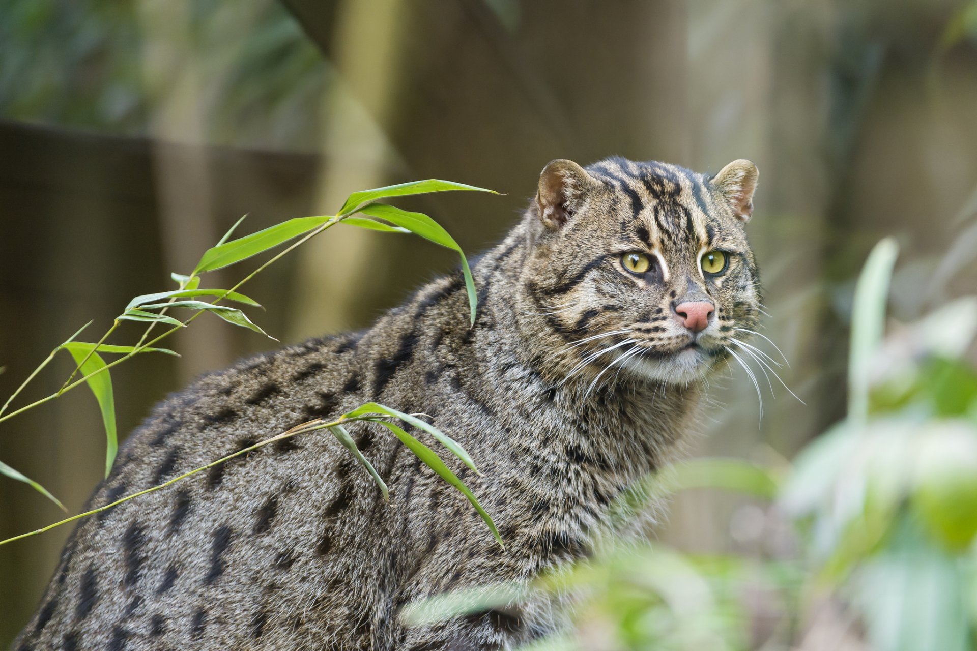 gato gato pescador gato pescador pesca gato © tambako the jaguar