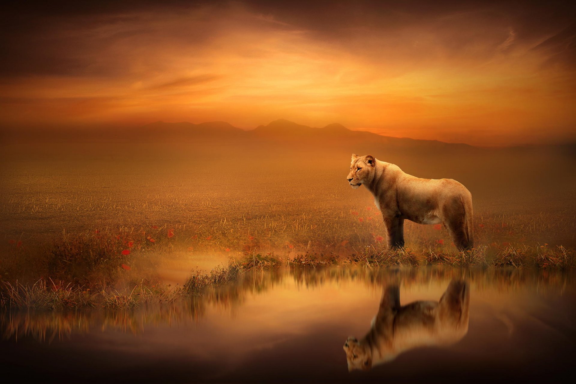 art lioness reflection