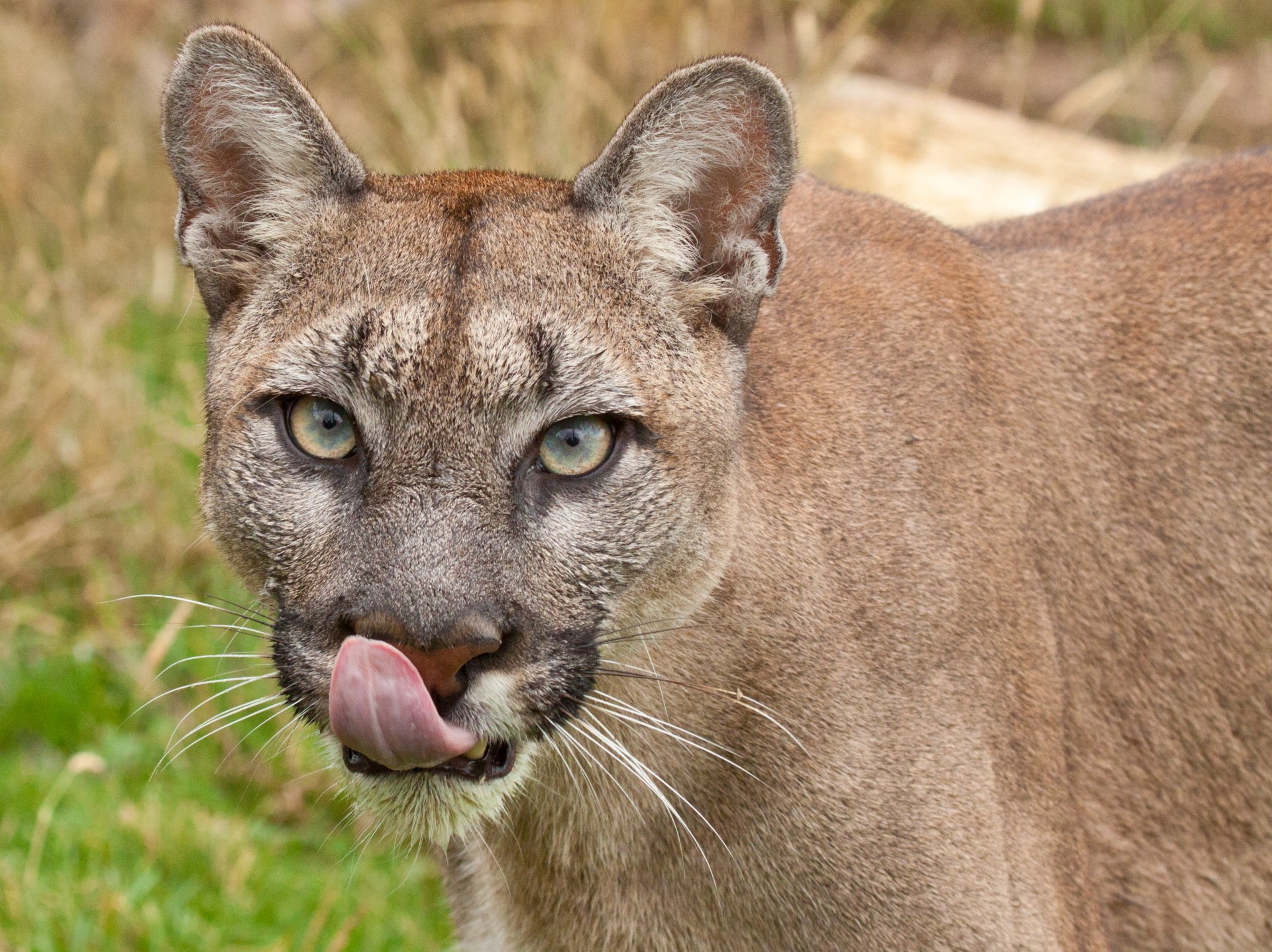 puma cougar lion de montagne chat vue langue