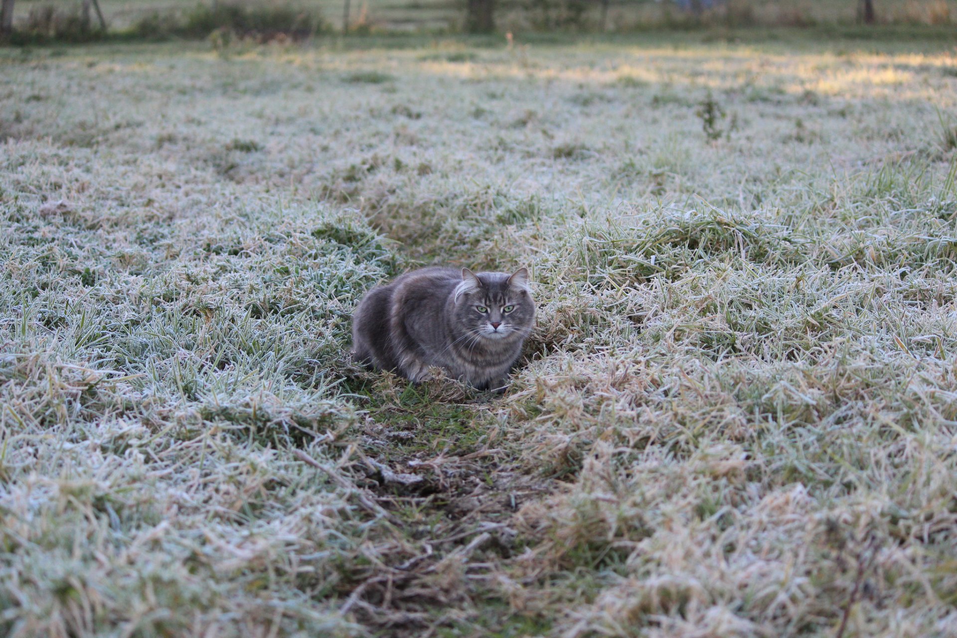 hierba escarcha heladas camino. gato gris