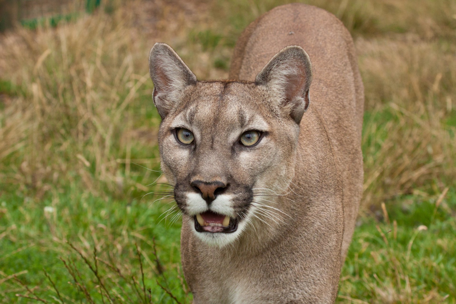 puma puma lew górski kot spojrzenie