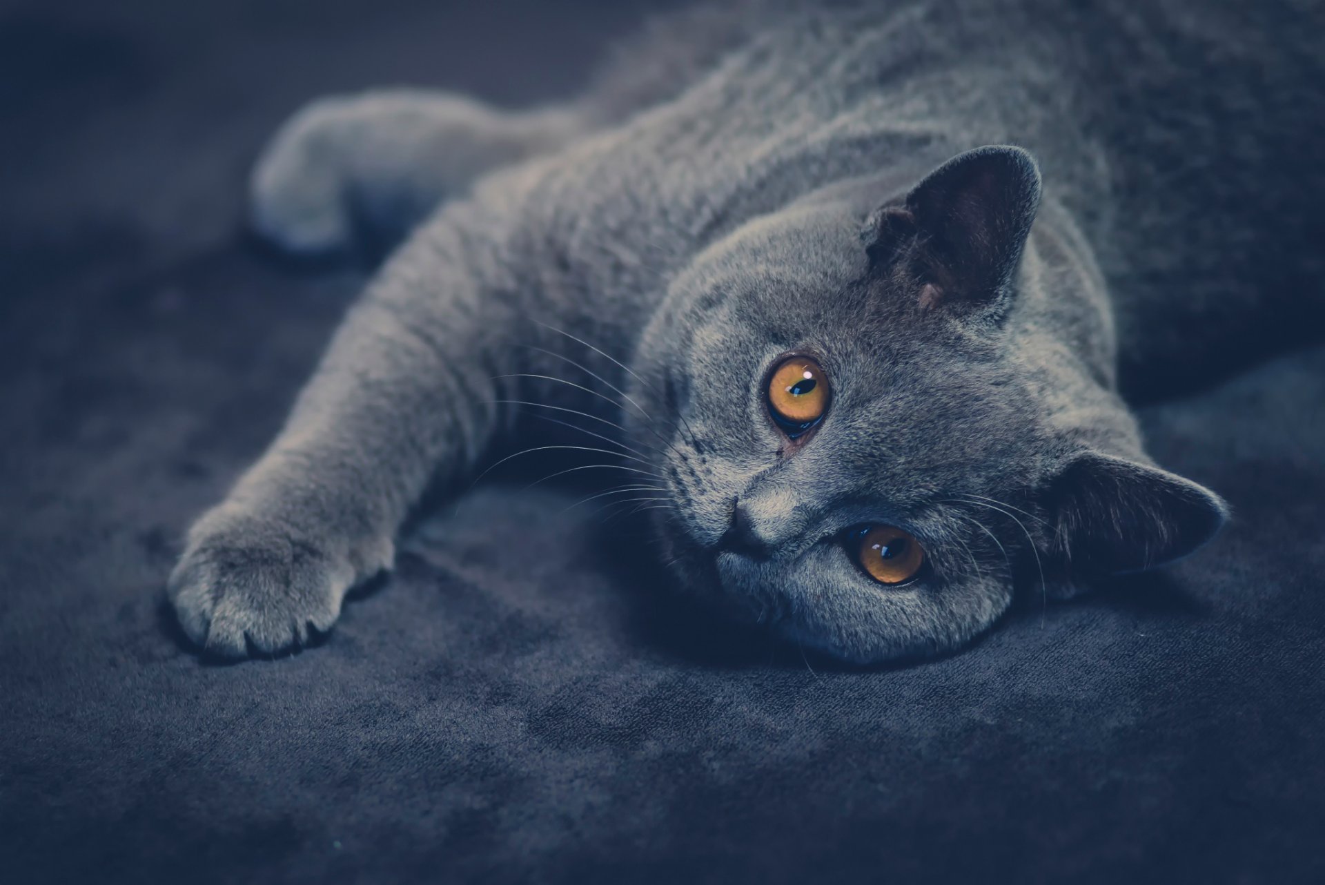 pelo corto británico gato mirada