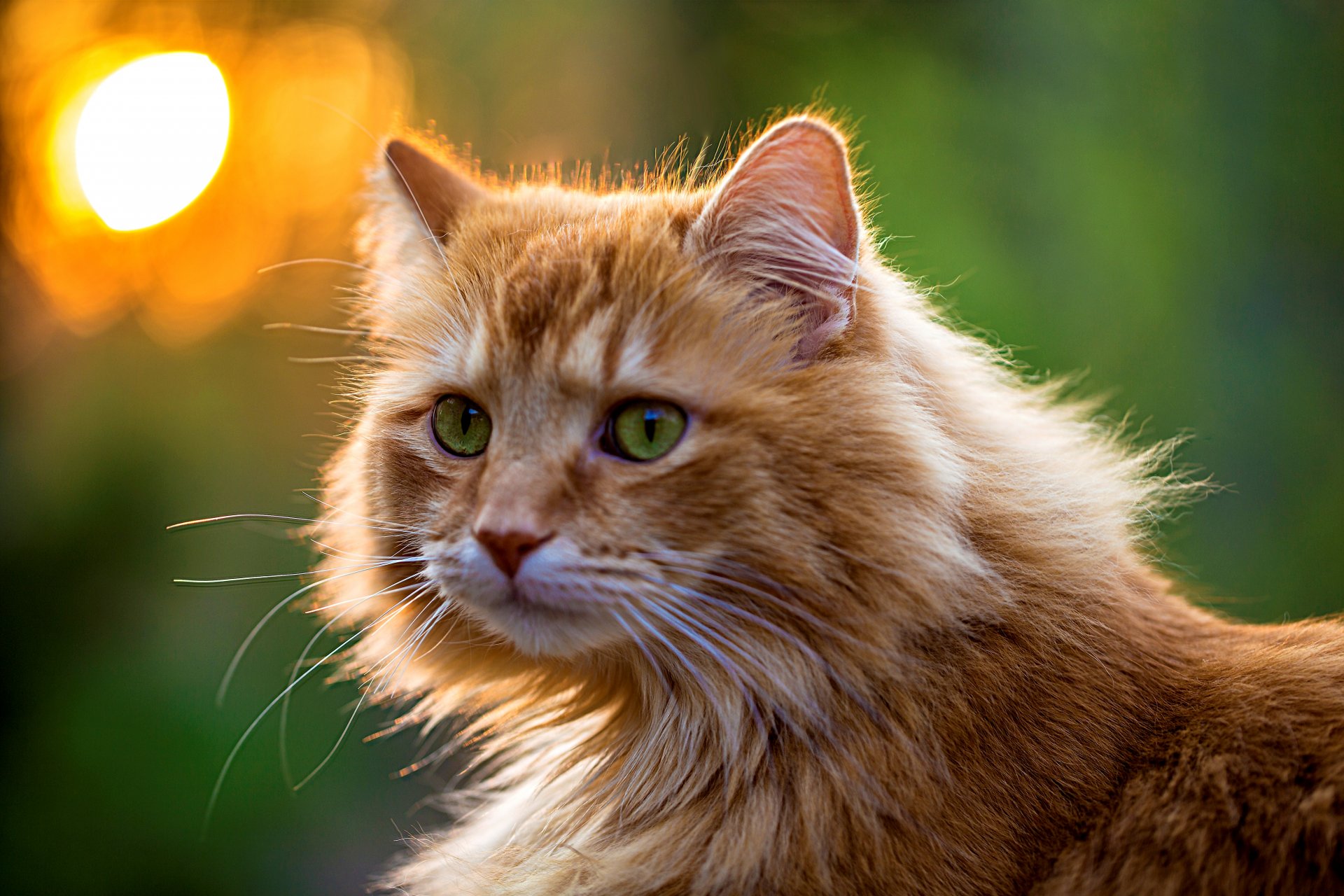 cat red fluffy muzzle look eyes green cat green