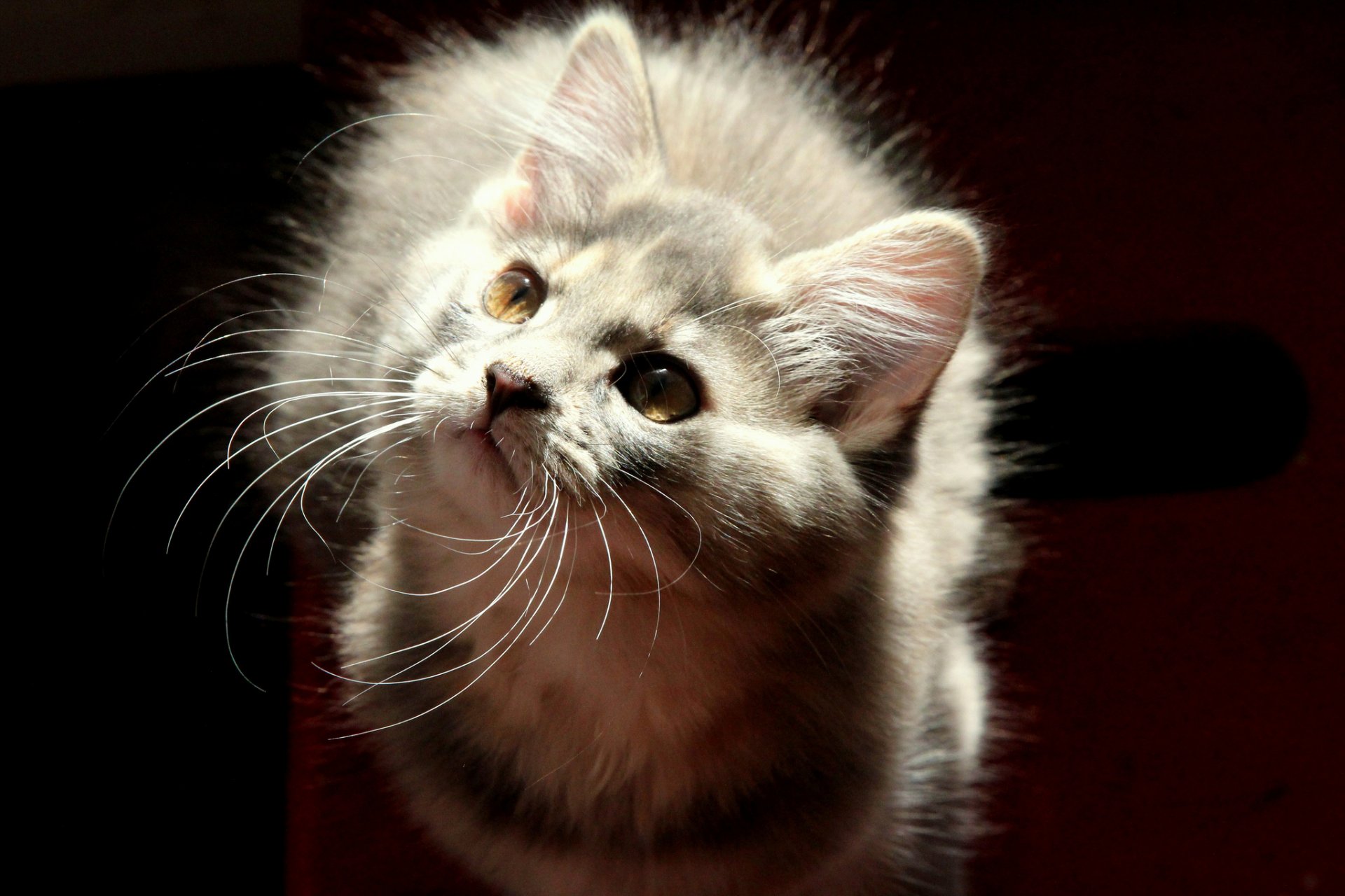 gato gris peludo mirada fondo