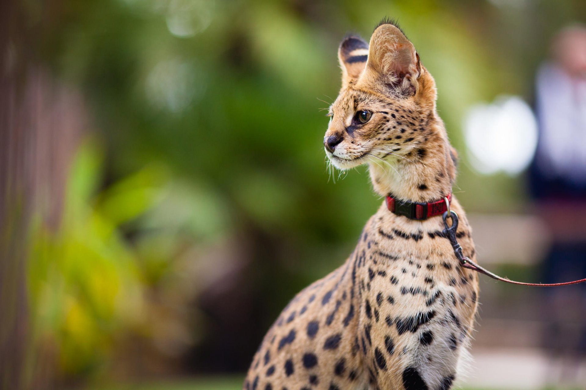 serval vista guinzaglio