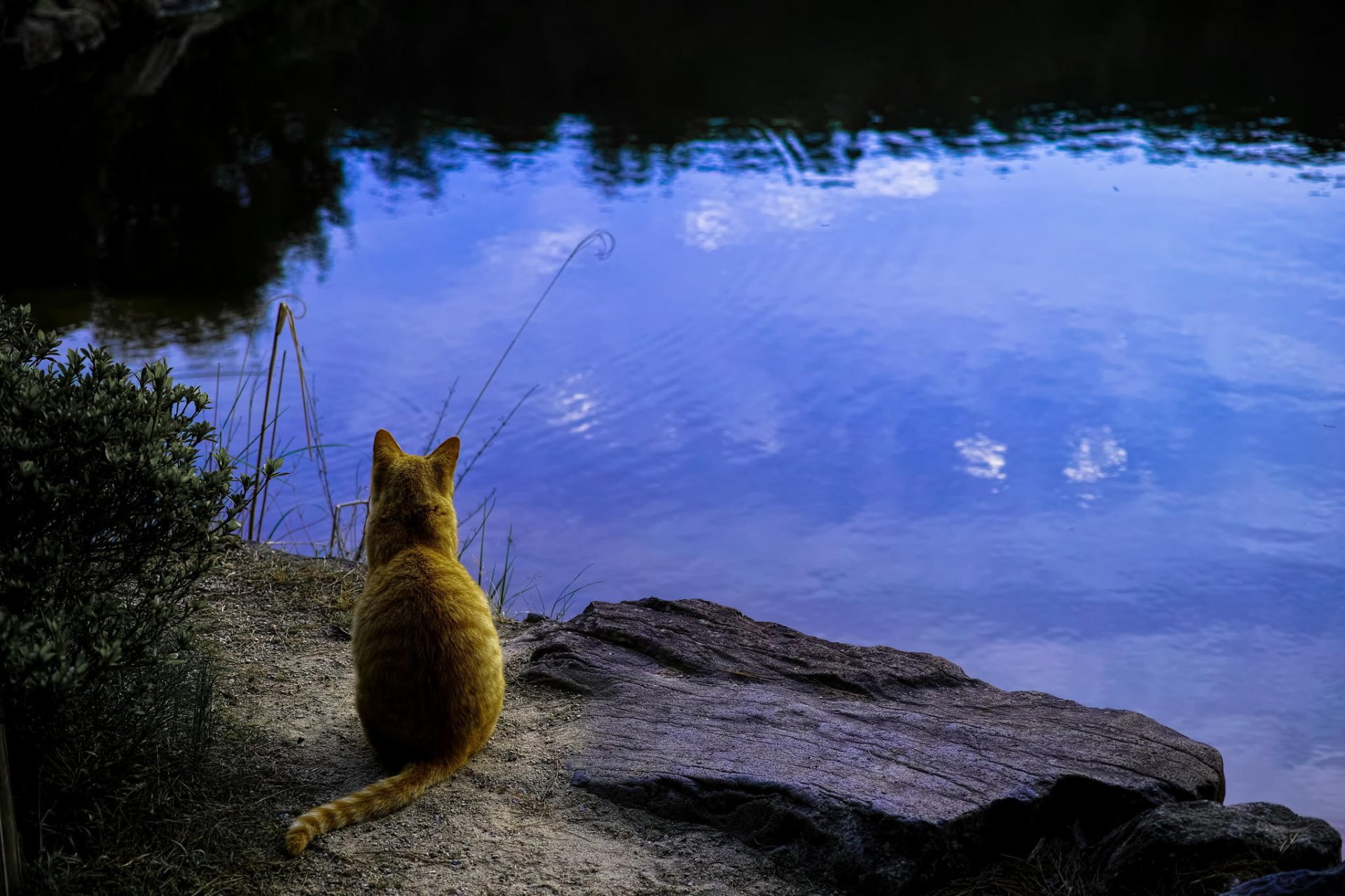 gatto acqua riflessi pietre erba