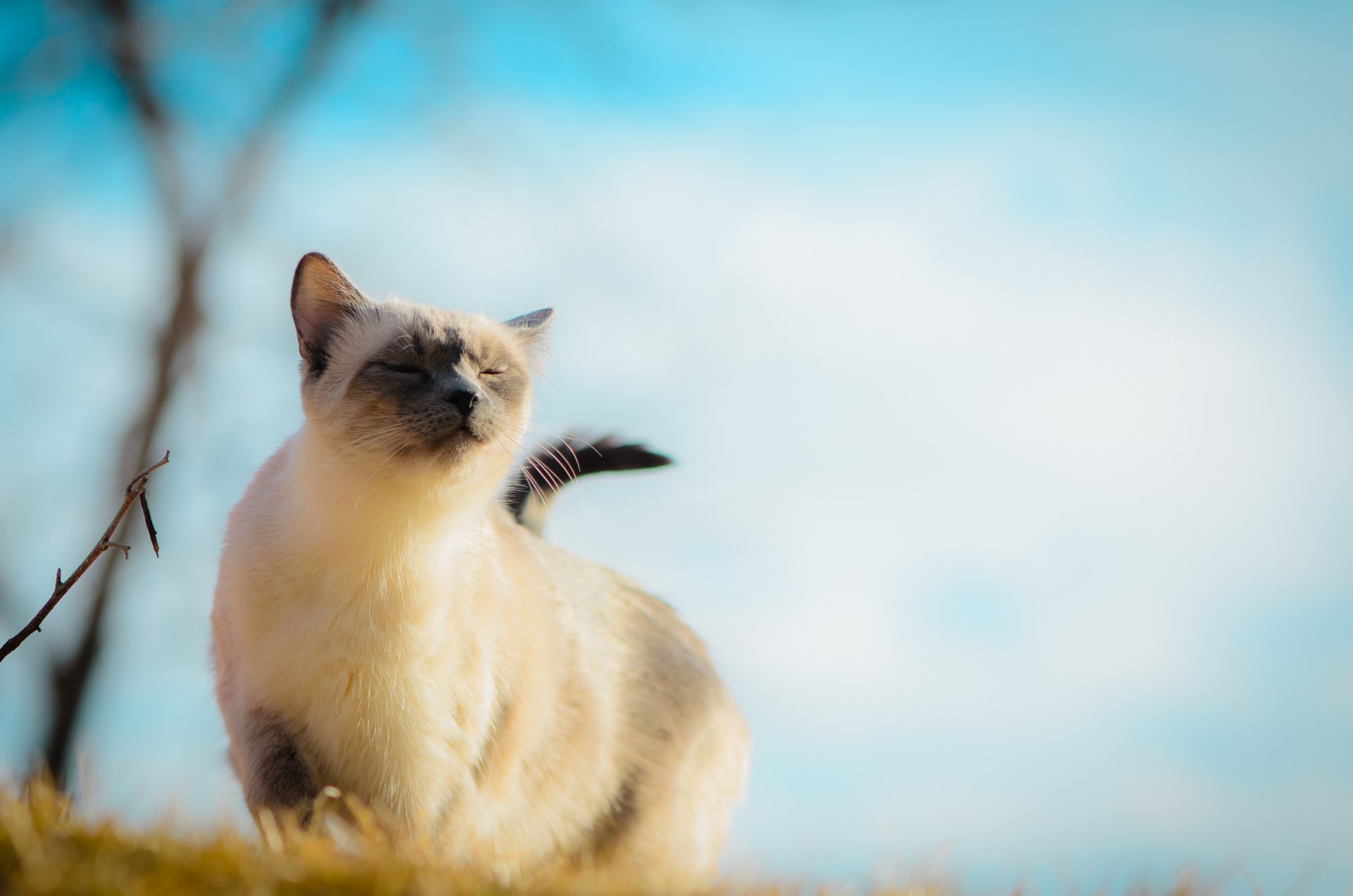 gato ojos cerrados viento calma hierba