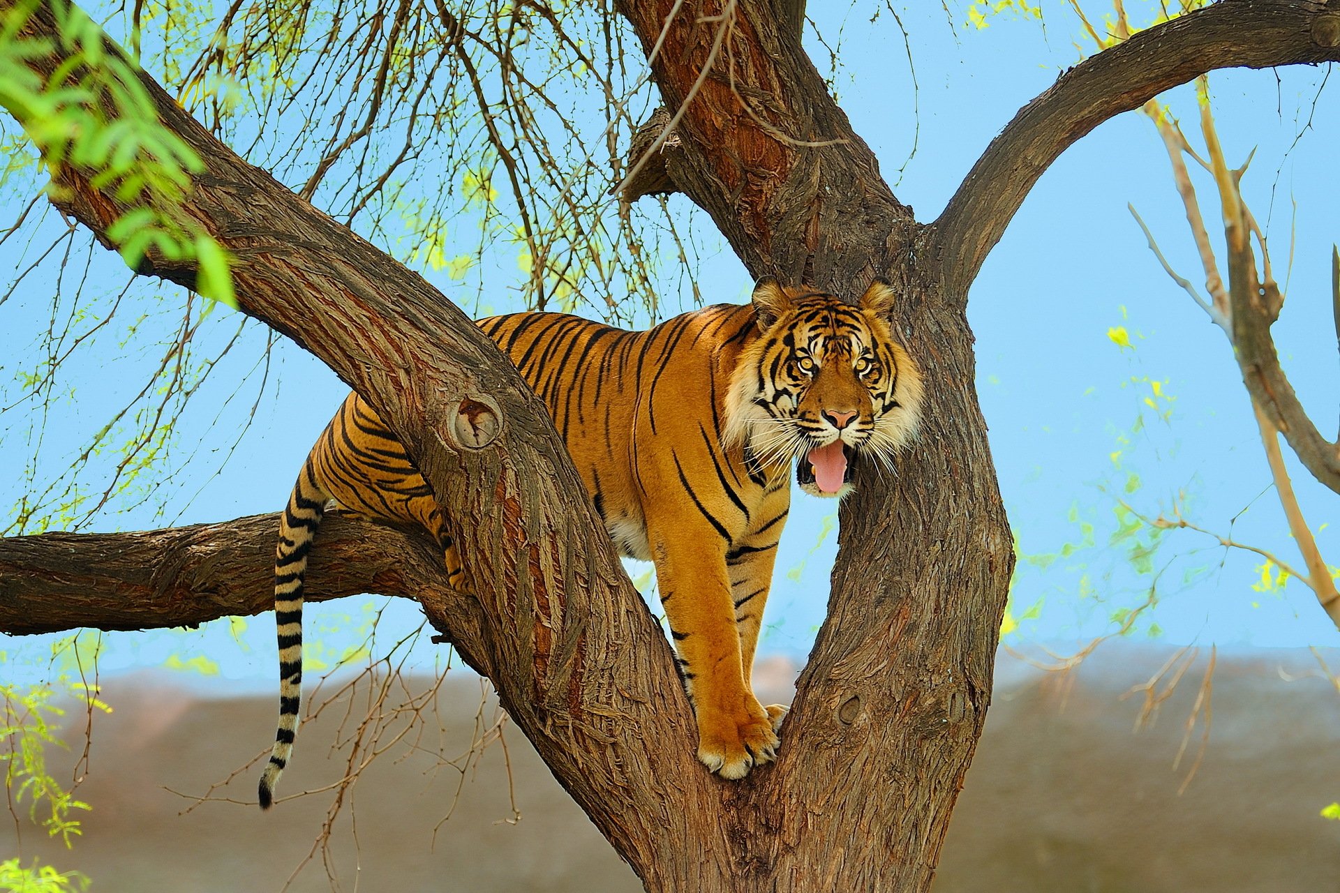 tigre sumatra prédateur arbre museau