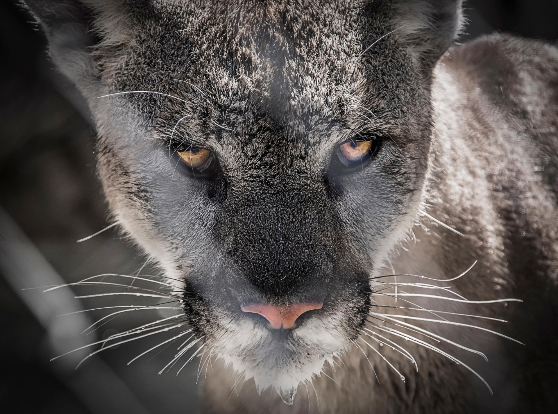 cougar predator view