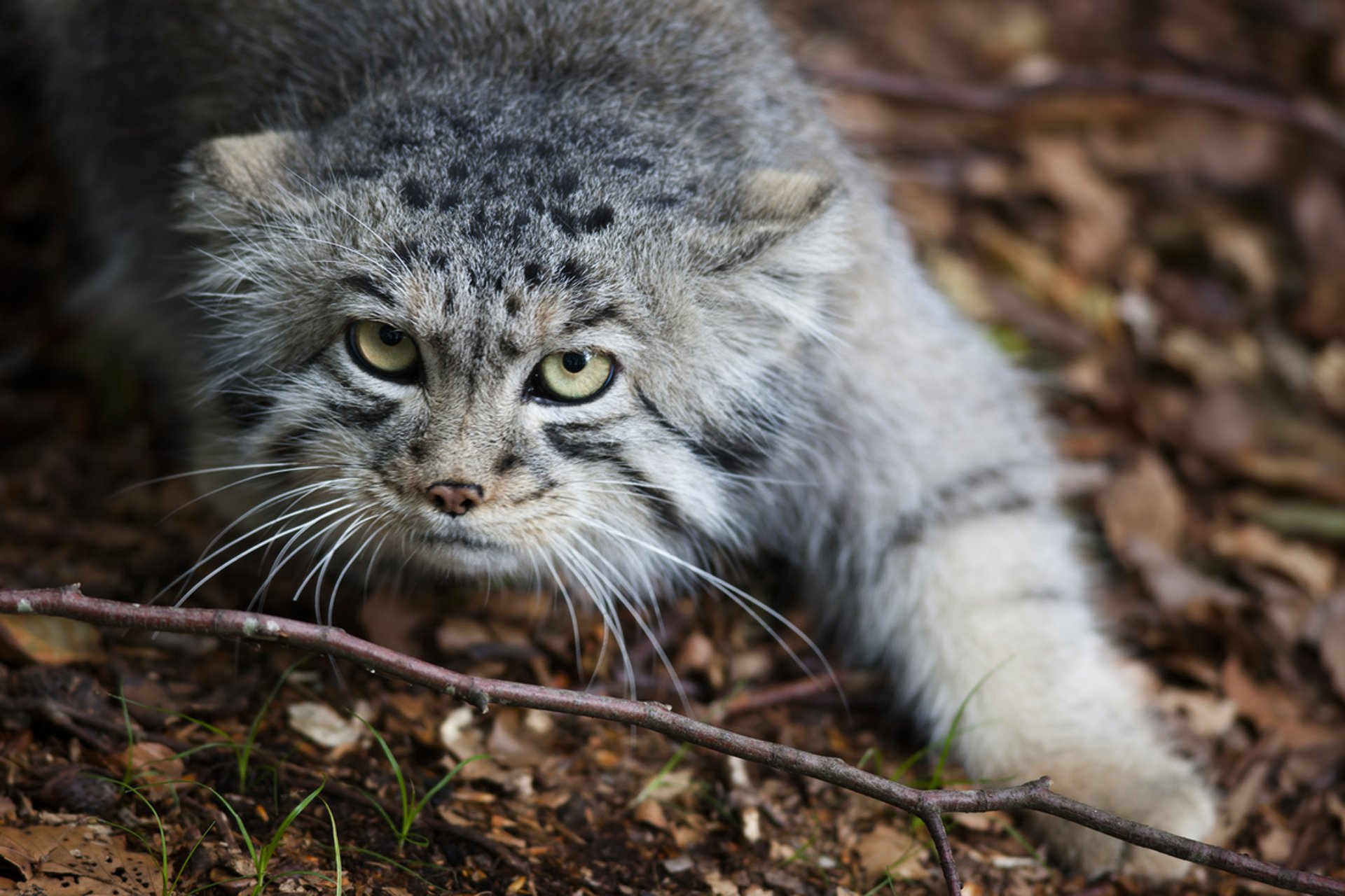 manul kot kot drapieżnik pysk spojrzenie natura liście