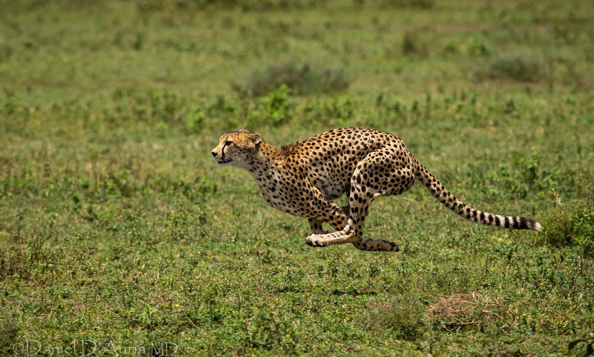 gepard zwierzę bieganie bieganie plamy