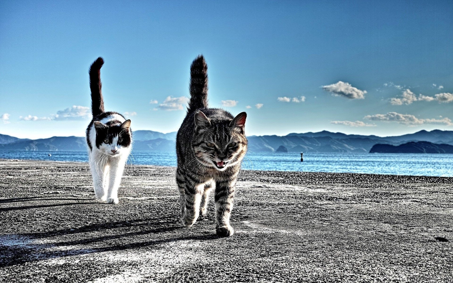 riva sabbia ciottoli gatti coda montagne distanza orizzonte cielo nuvole