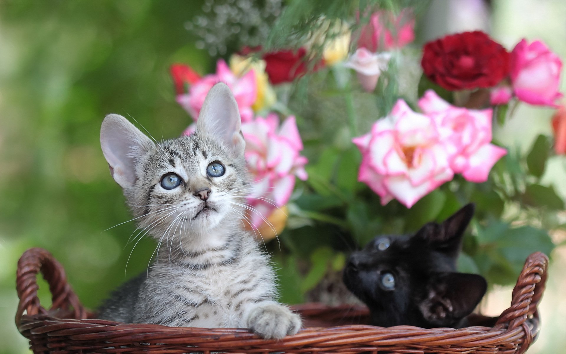 chats fleurs panier