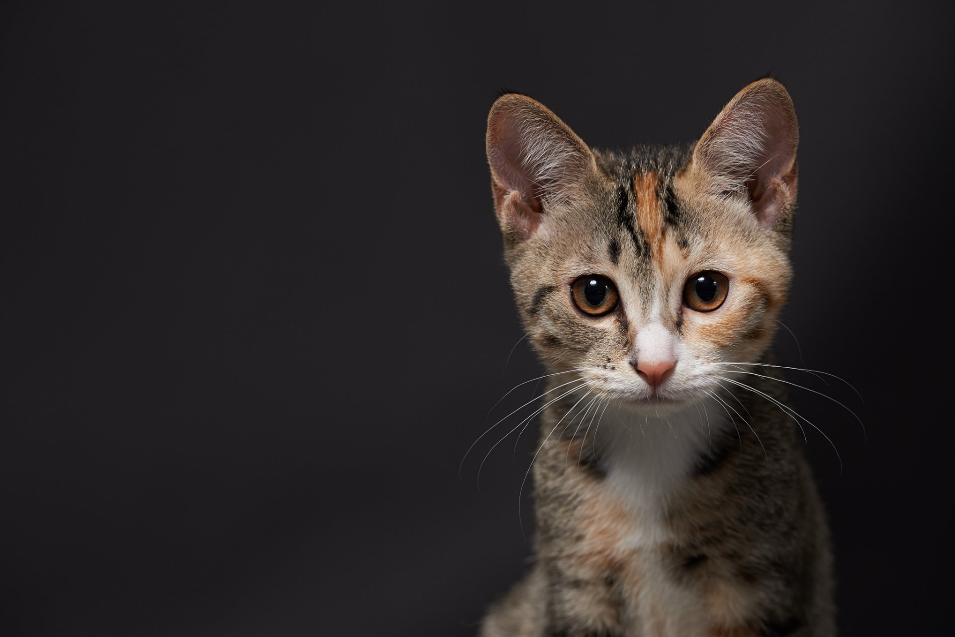 kätzchen katze hintergrund maulkorb