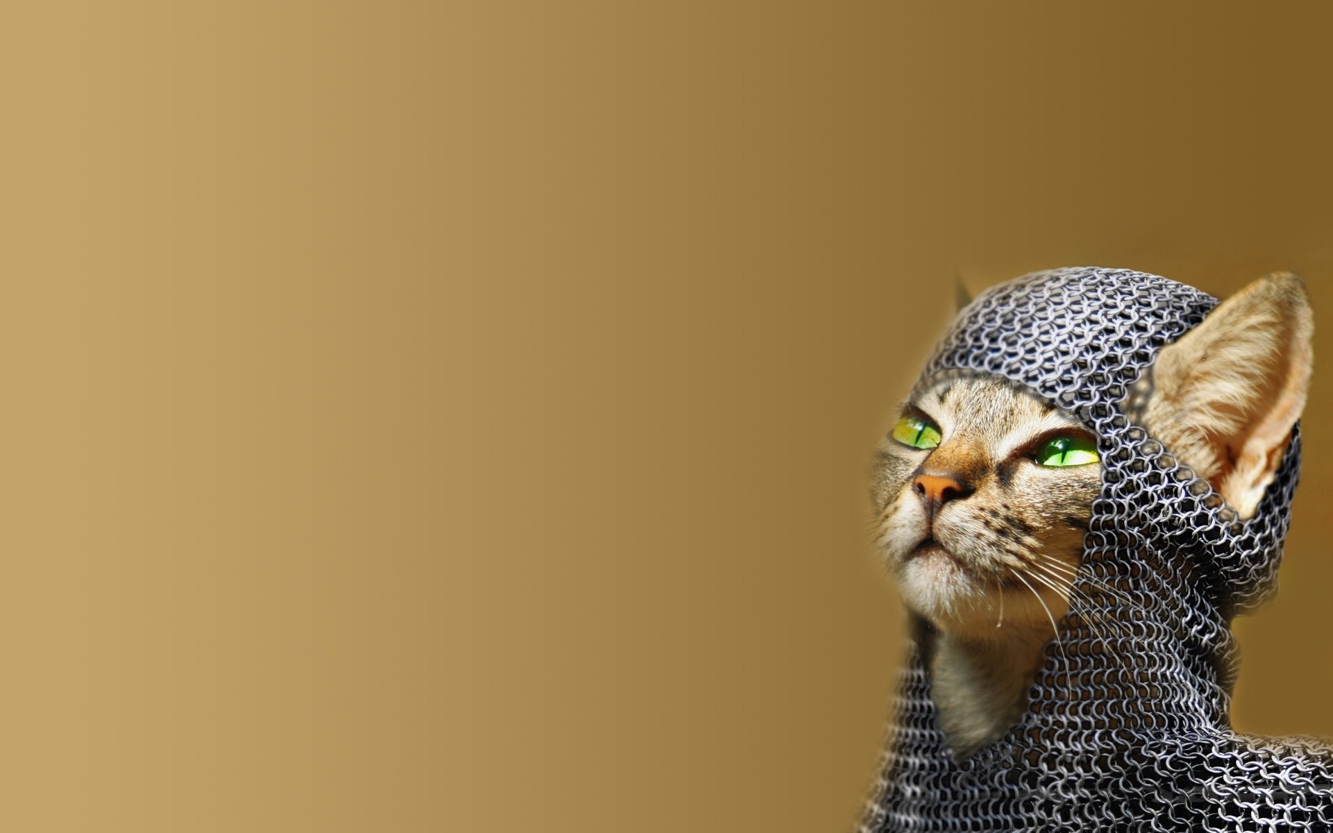 cat chainmail green eye