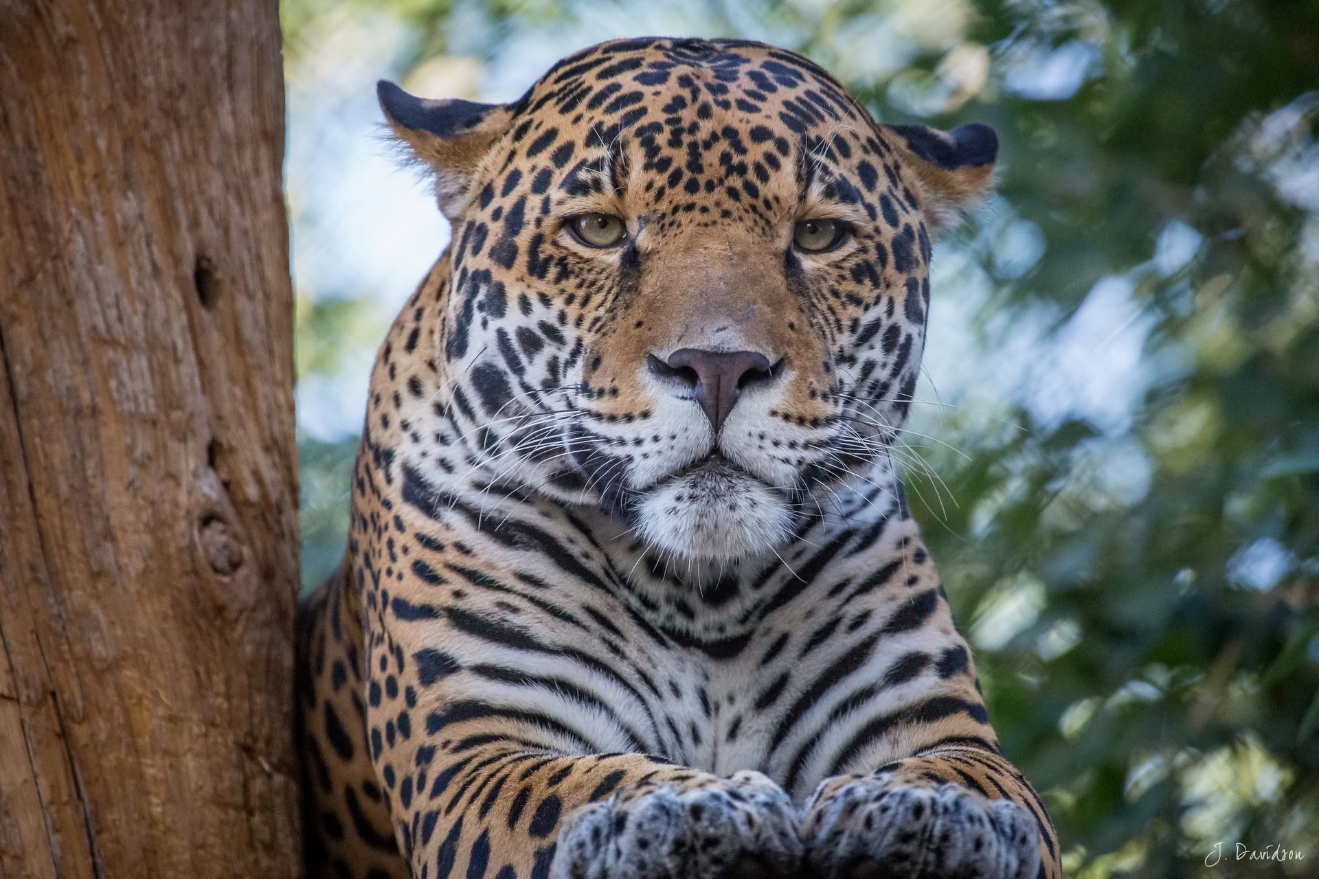 jaguar schnauze schnurrbart pfoten blick raubtier ruhe