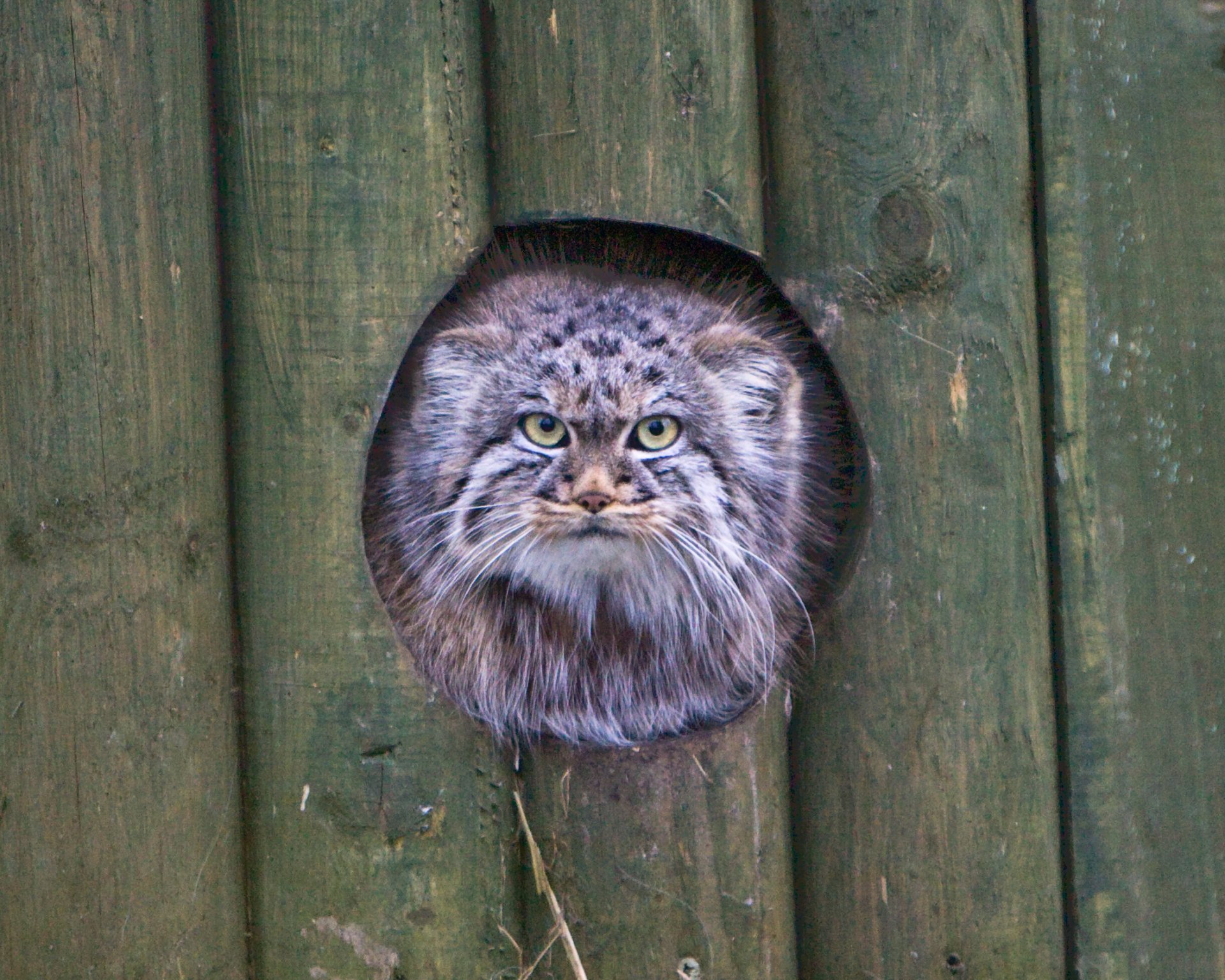 manul chat regard museau