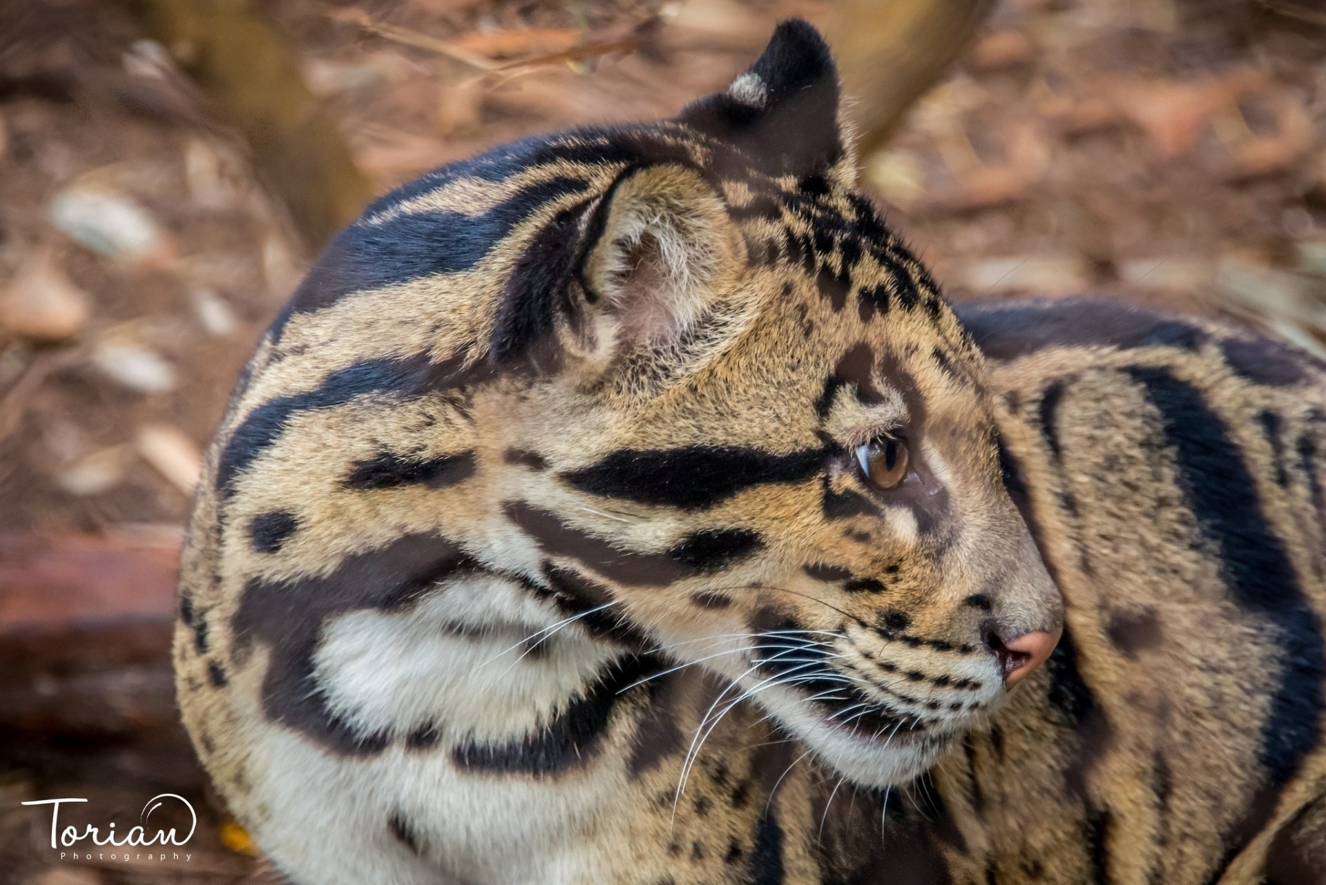 leopardo ahumado gato salvaje depredador joven hocico