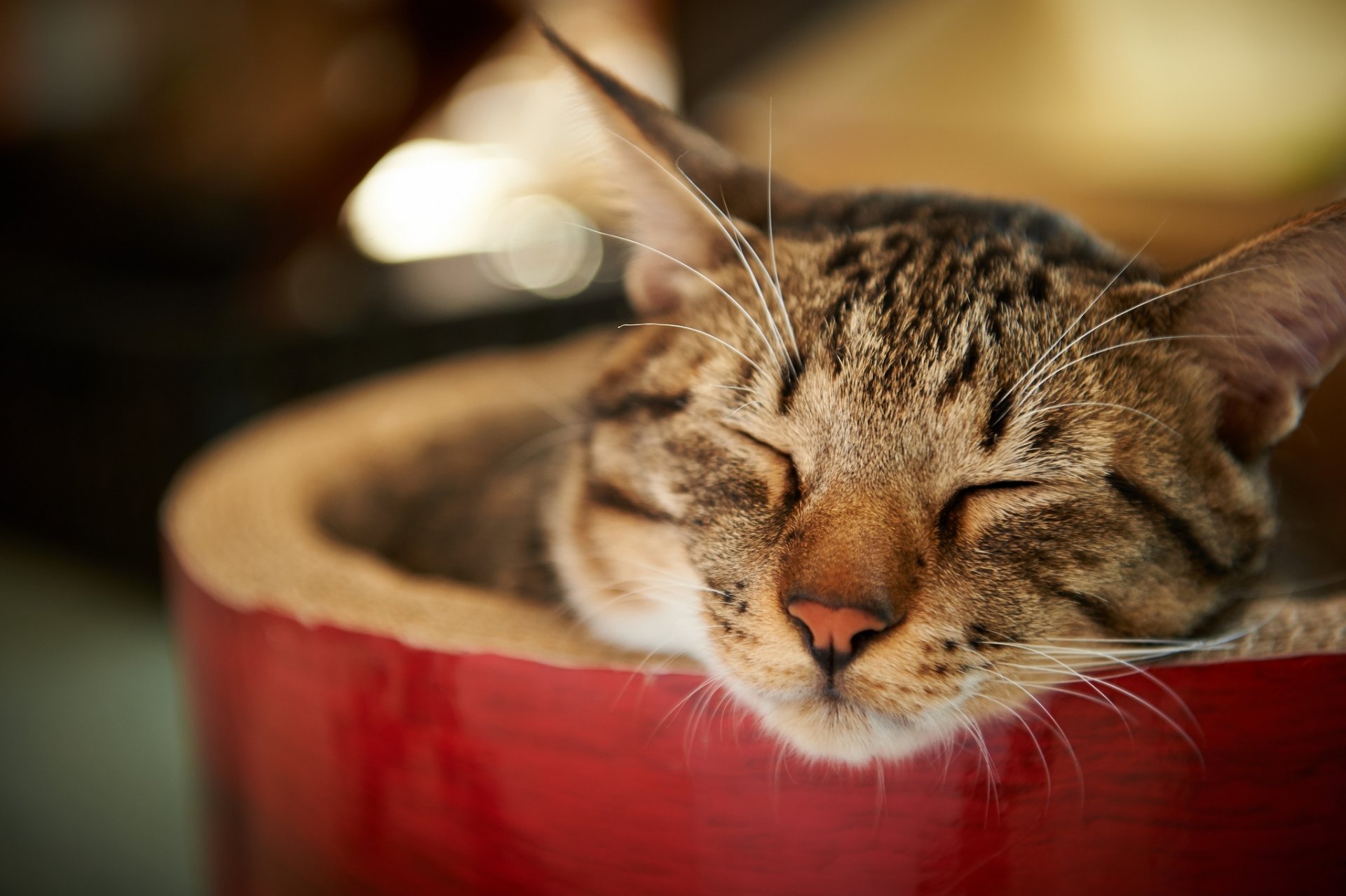 gatto gatto a strisce muso addormentato