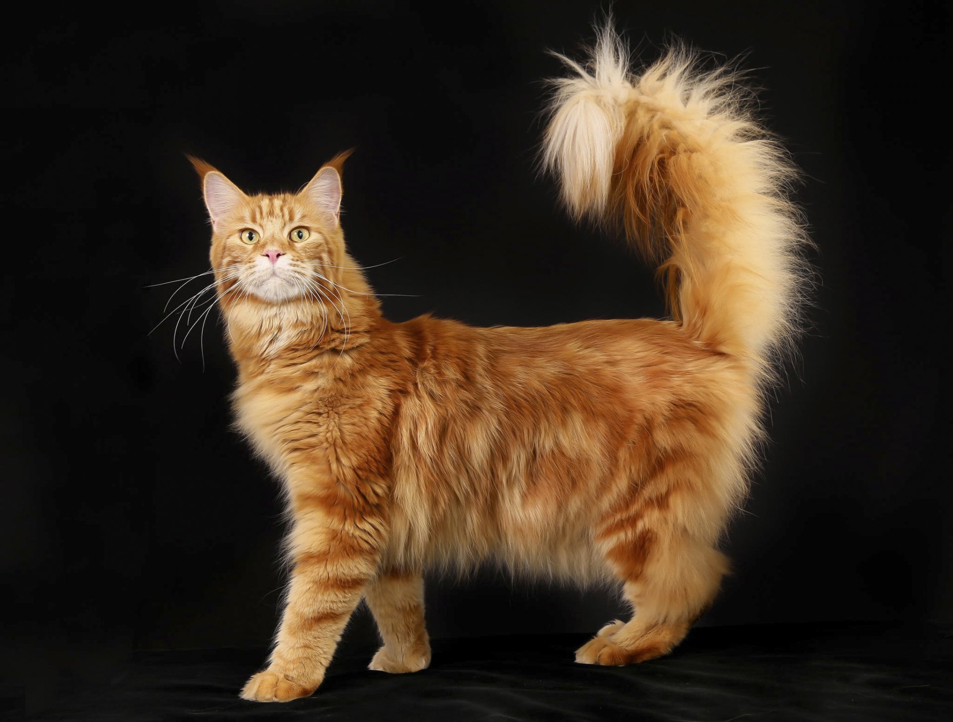 maine coon pur-sang race autochtone fait maison moelleux roux chat