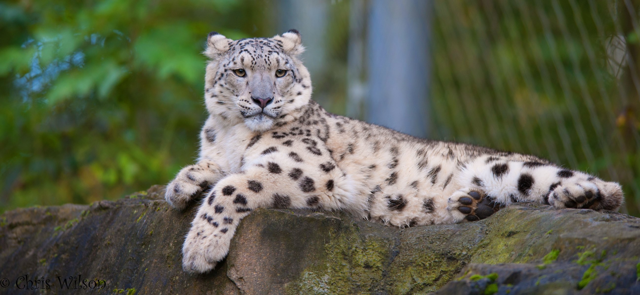 leopardo de las nieves irbis vista depredador descanso piedra