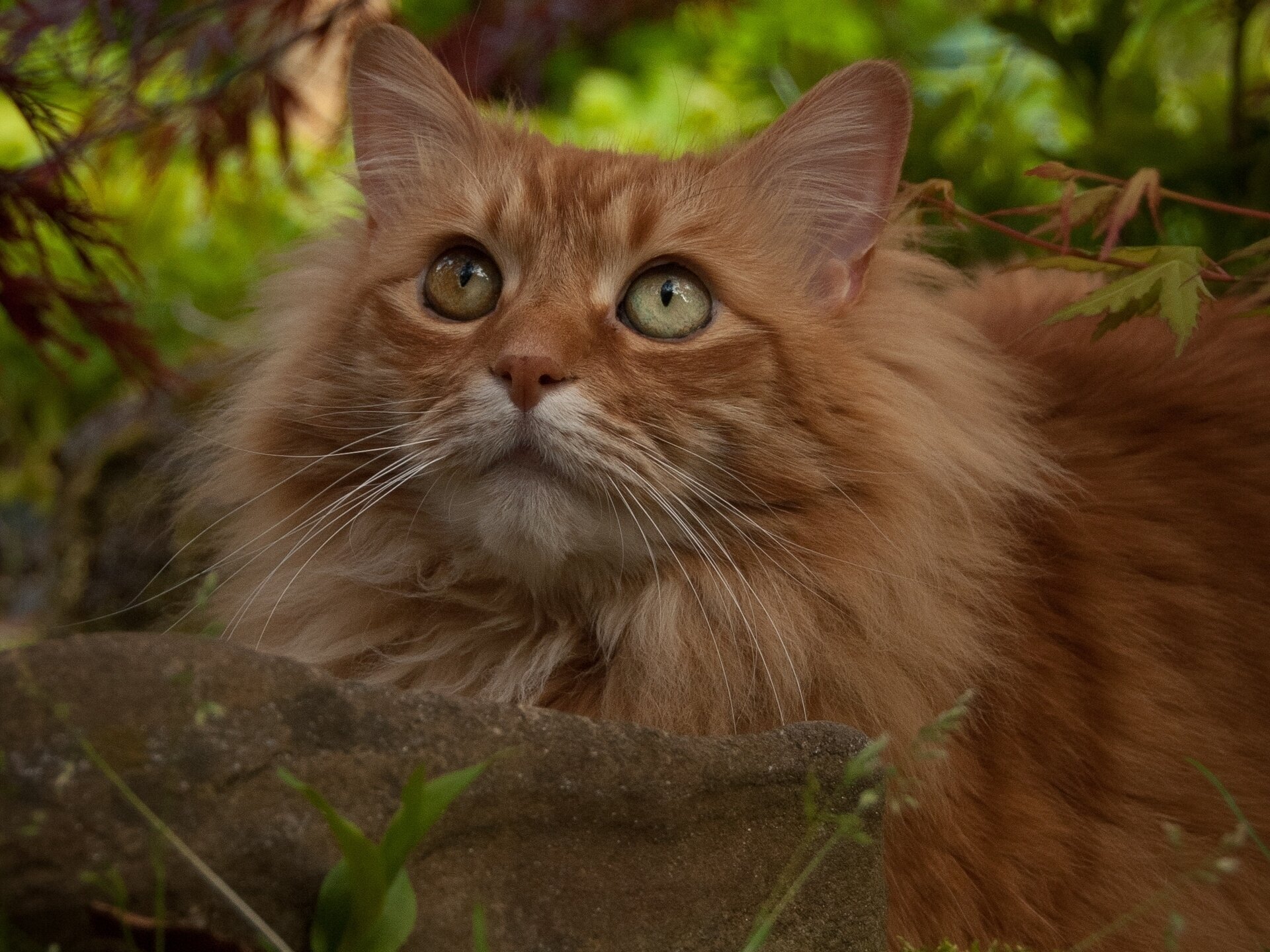 gatto rosso vista pietra