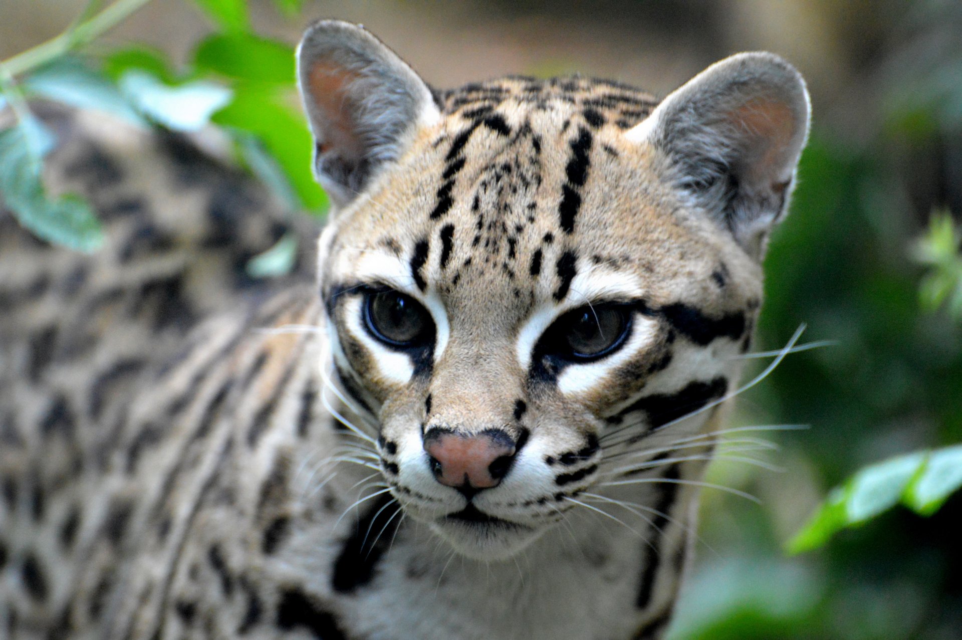 ozelot wildkatze raubtier blick