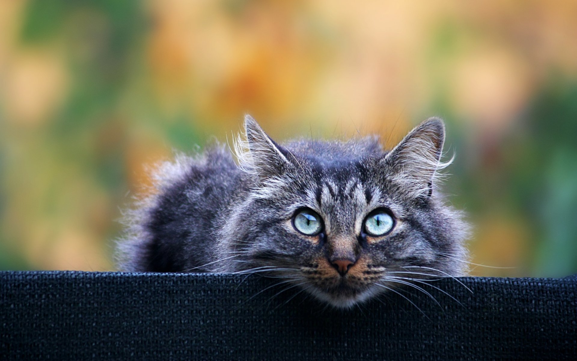 gatto grigio peloso sguardo sfondo