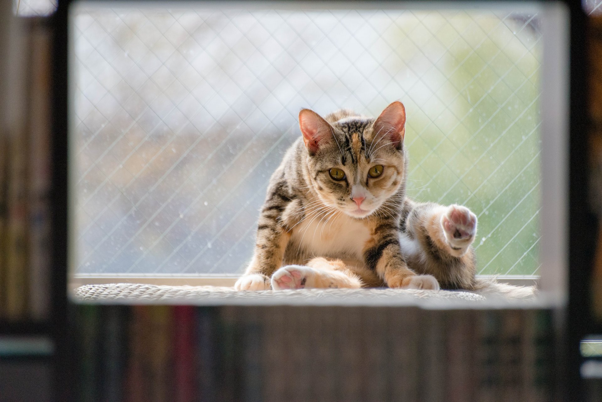 katze katze sitzen fenster tier hintergrund tapete widescreen vollbild widescreen widescreen