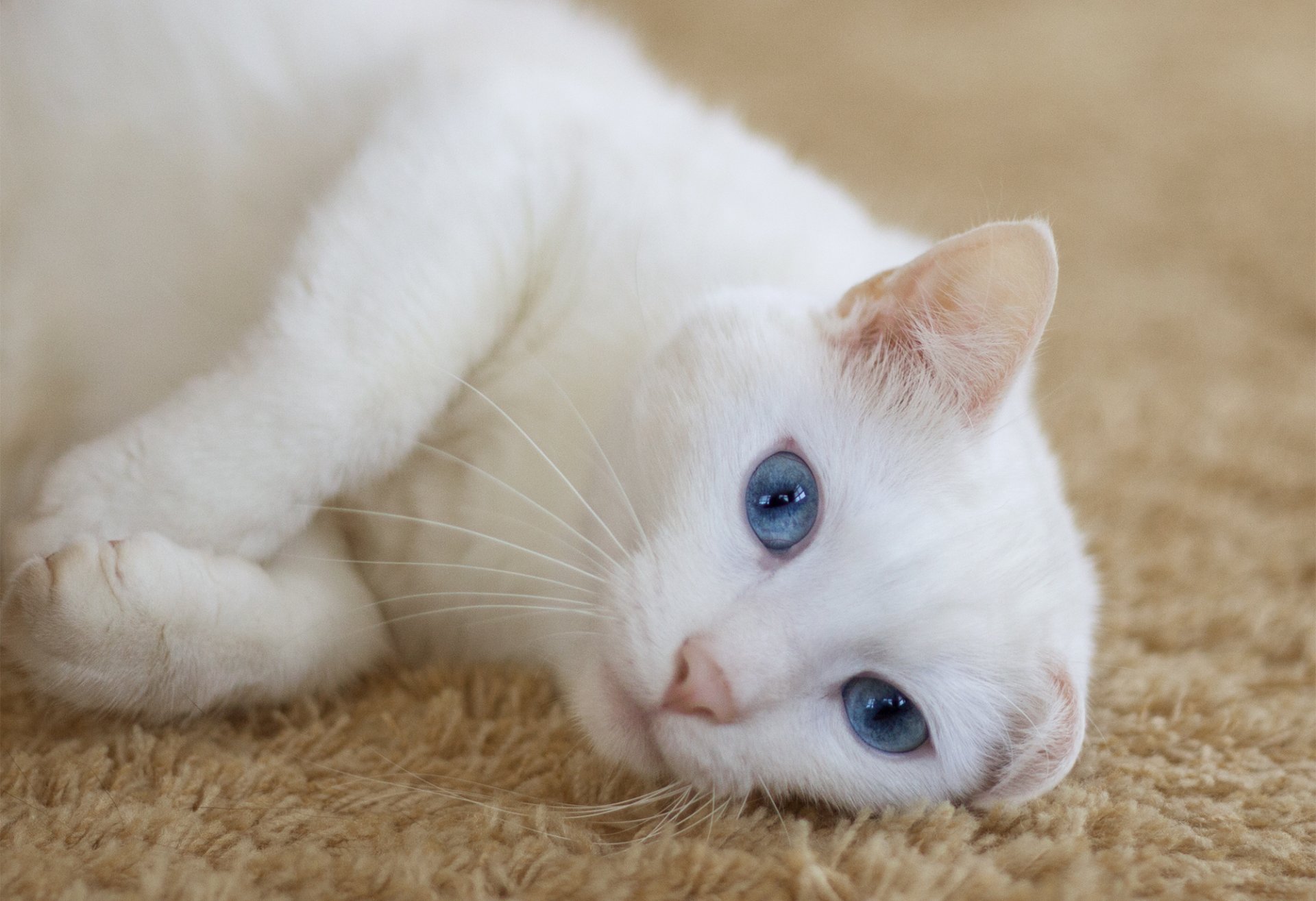 katze weiß liegt blick ohren teppich