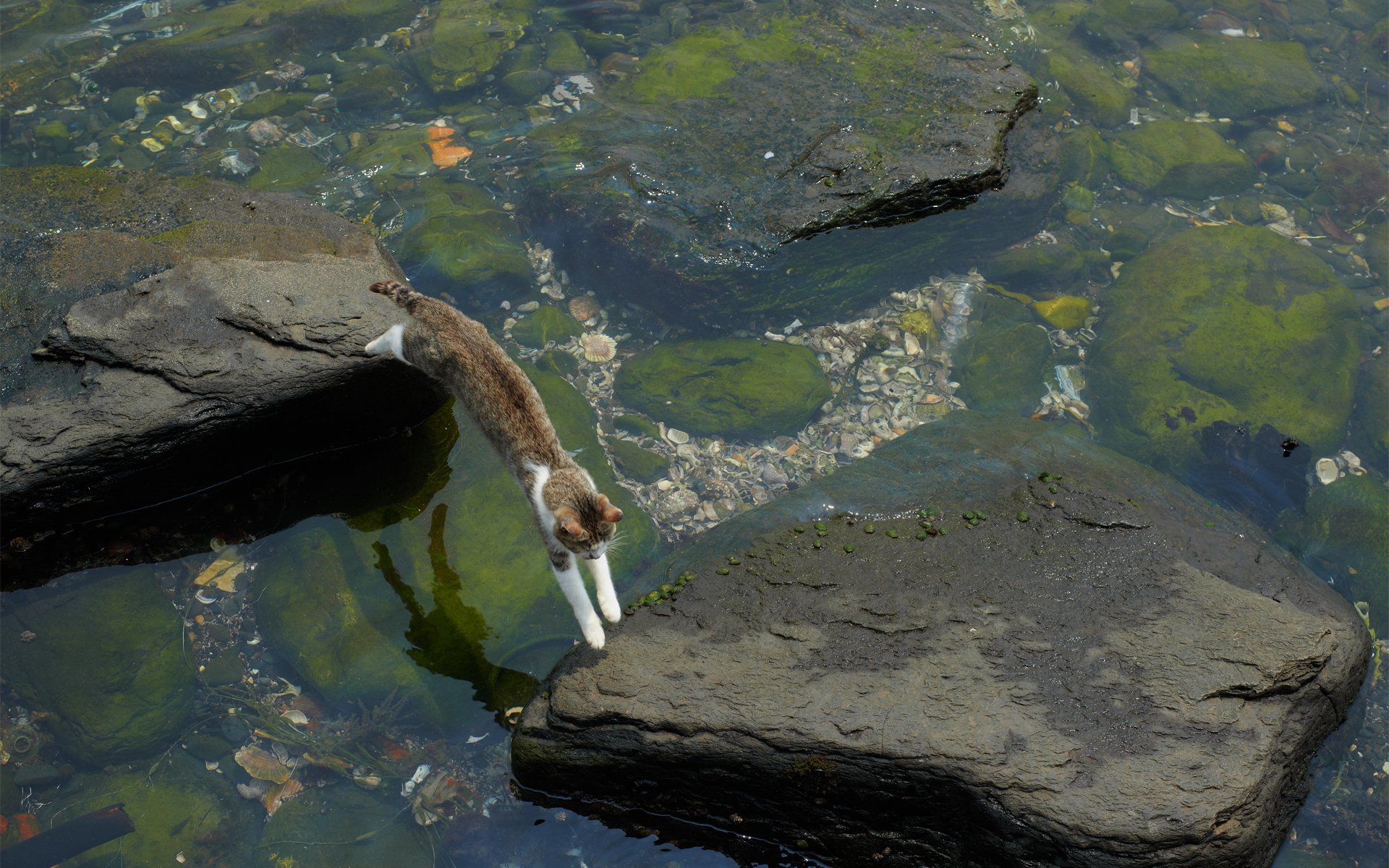 chat eau pierres saut échoué algues