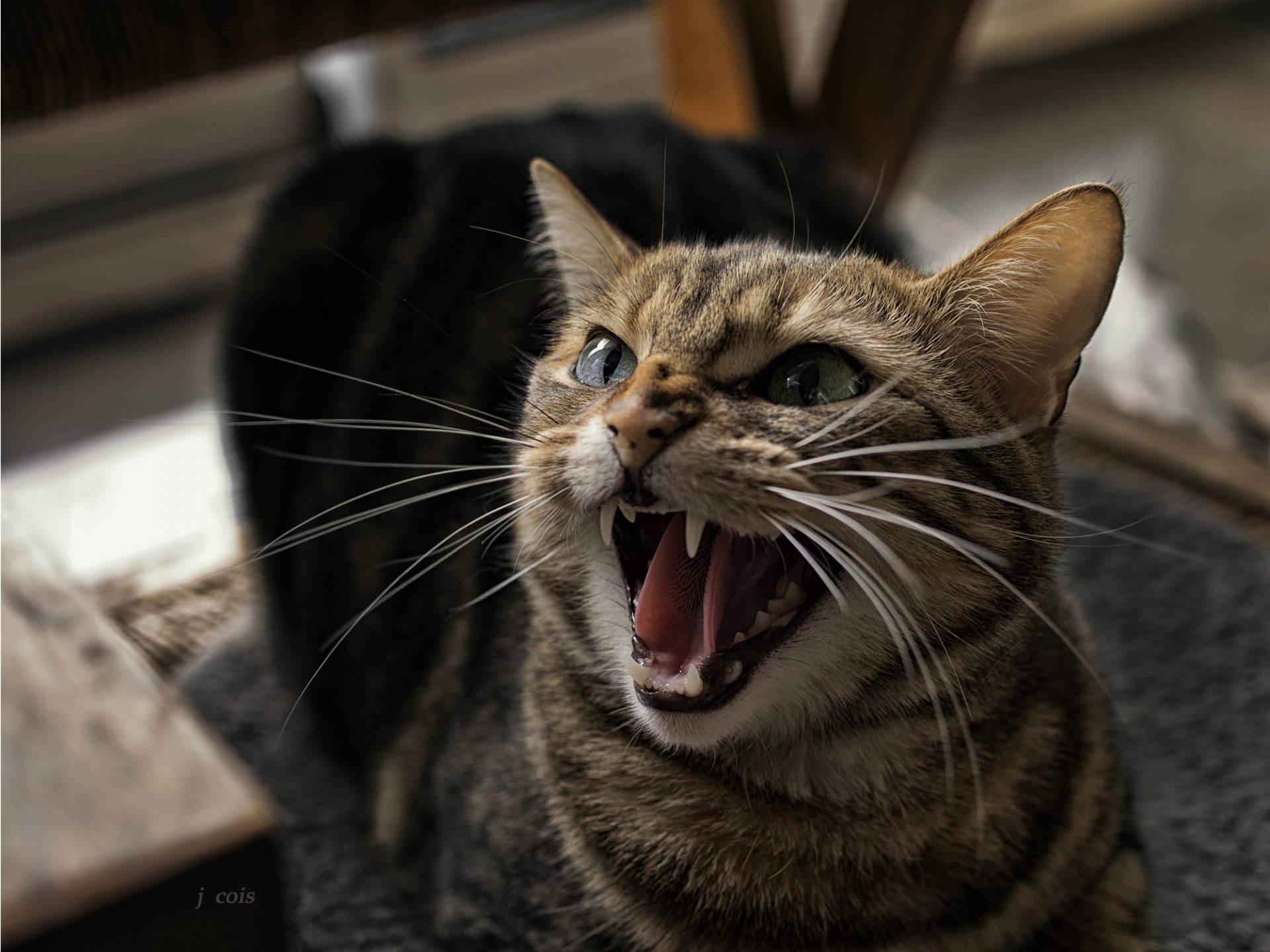 katze katze grinsen zähne maul