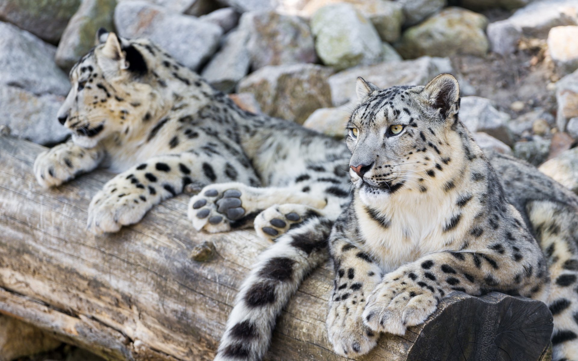 now leopard snow leopard family couple vacation predator