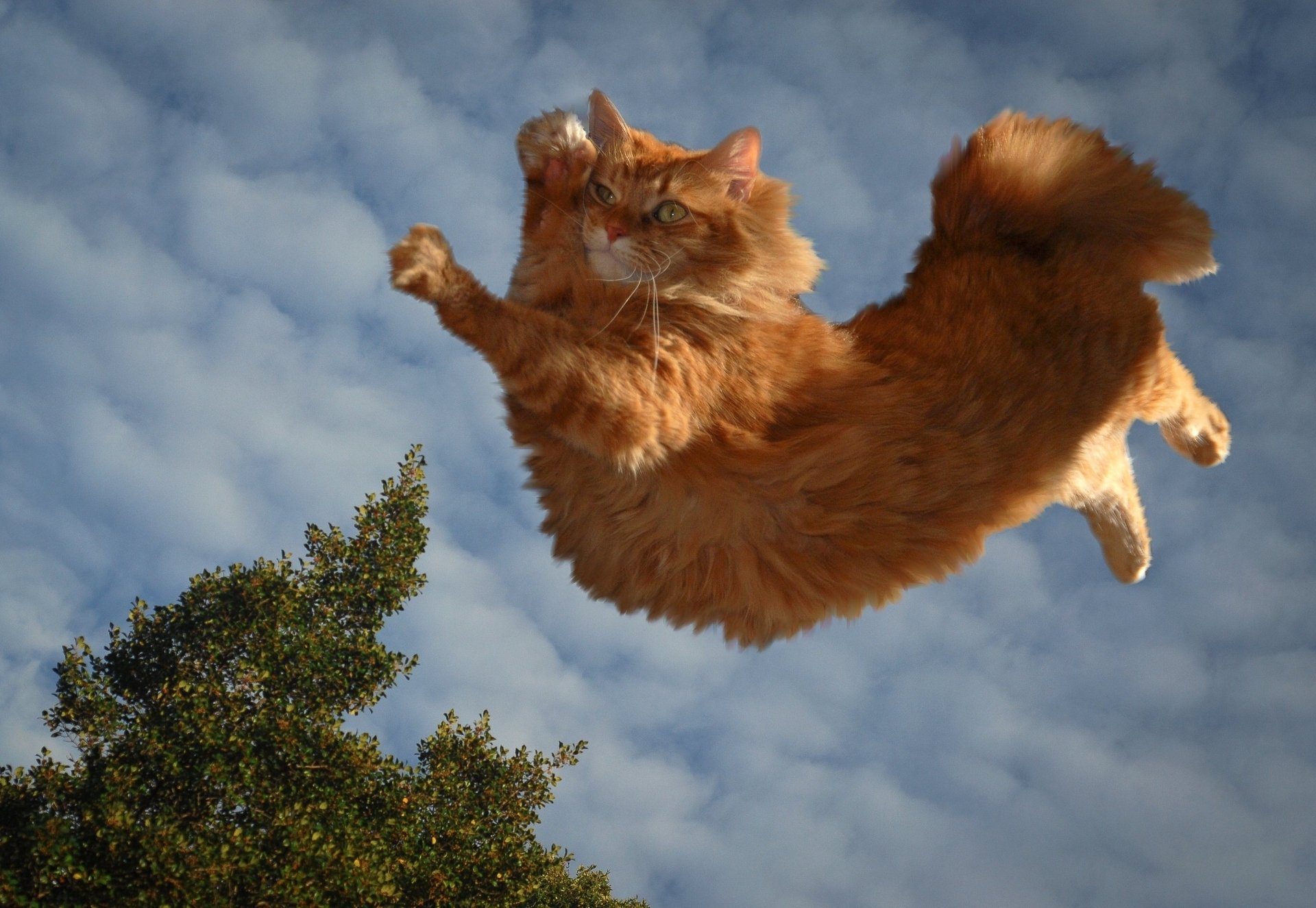 gatto rosso parkour felino nuvole