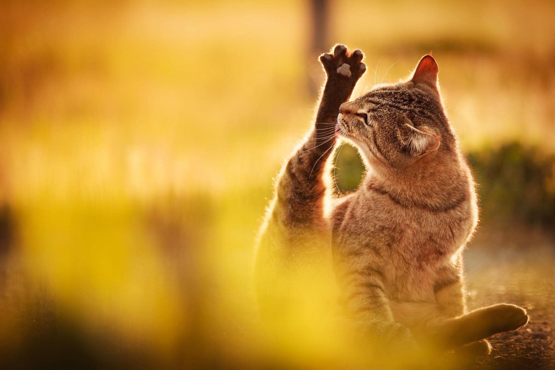 katze katze grau sitzen pfote lecken natur licht