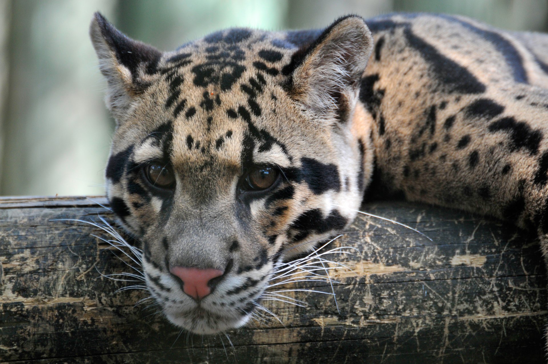 clouded leopard cat leopard face