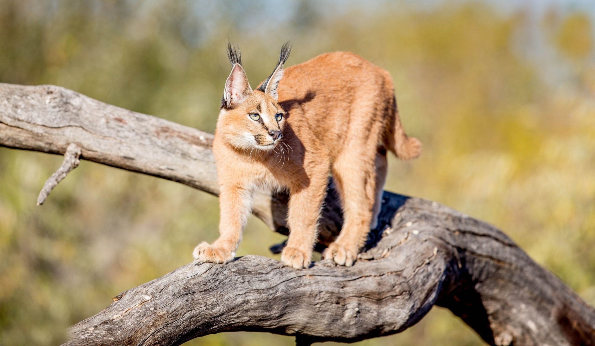 caracal beauté grâce