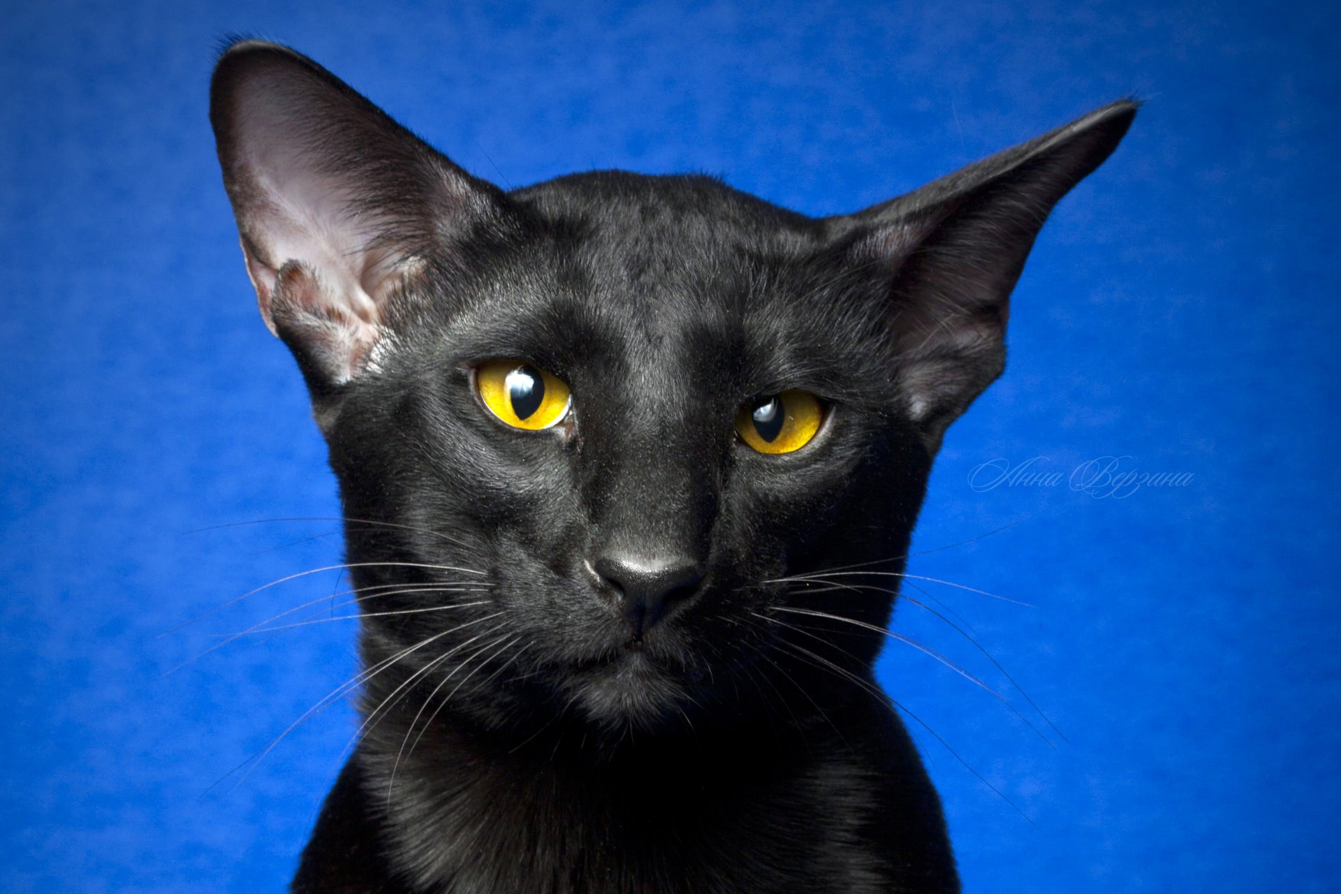 gatto nero gatto orientale occhi sguardo sfondo blu