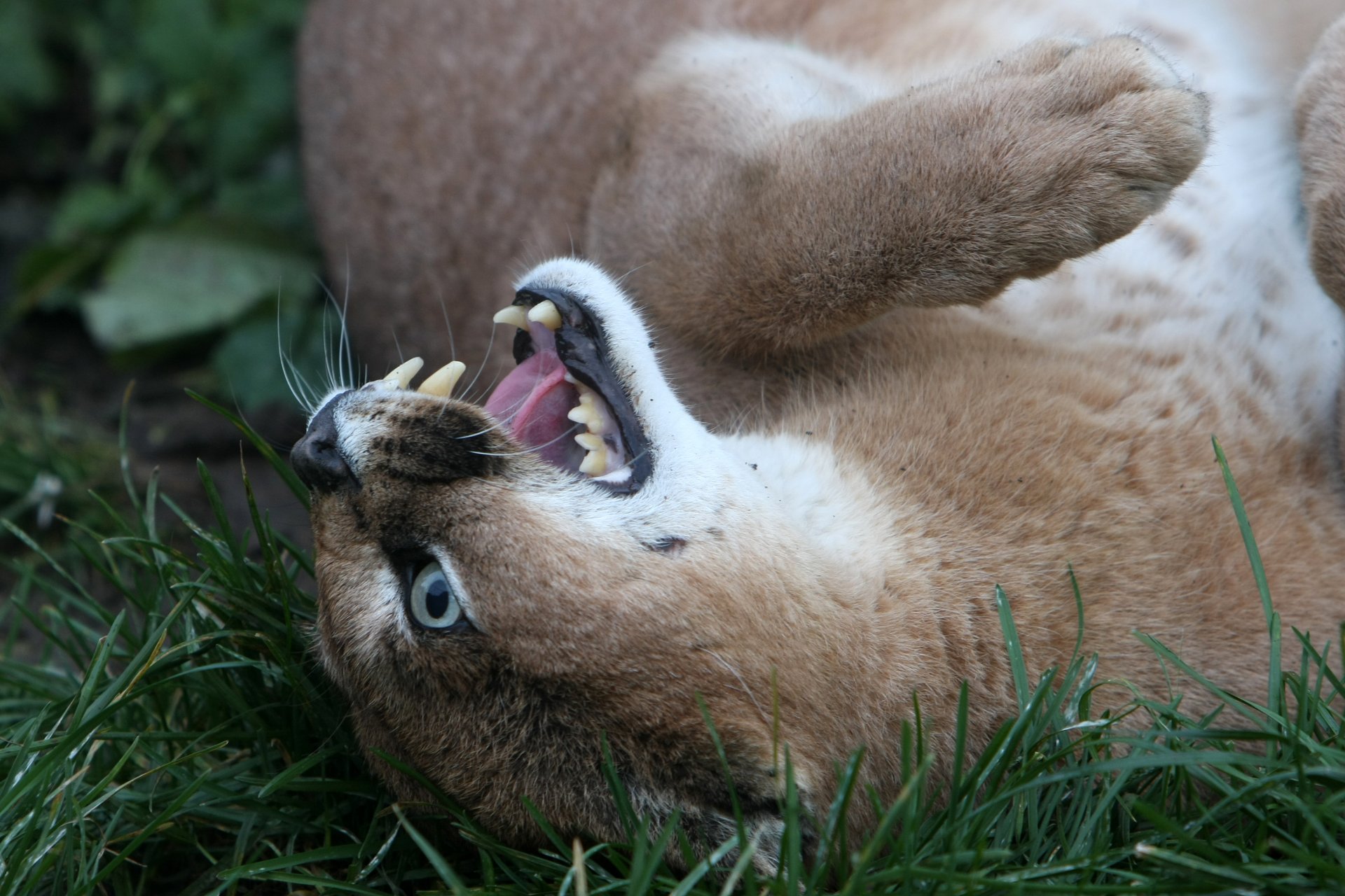 karakal steppenluchs katze schnauze gras eckzähne