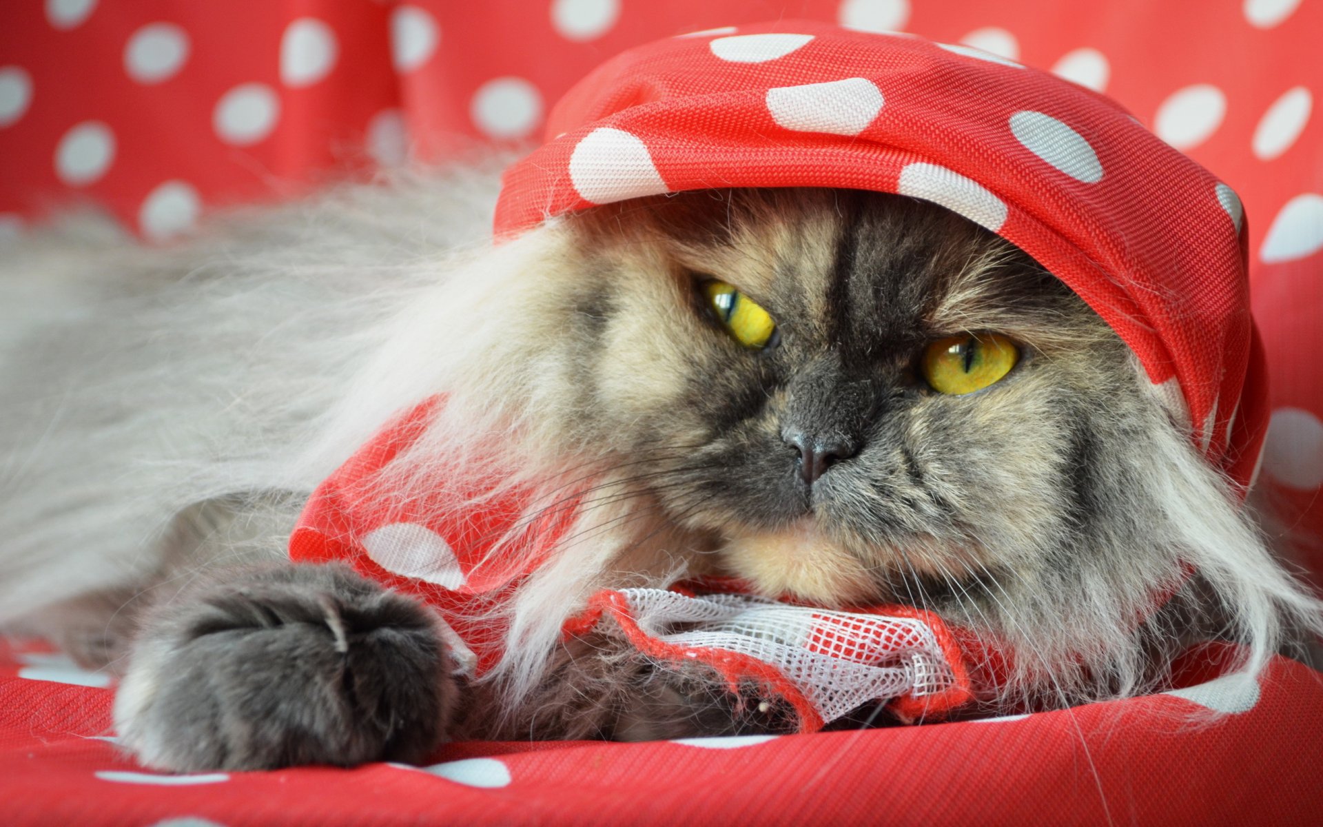 chat vue maison